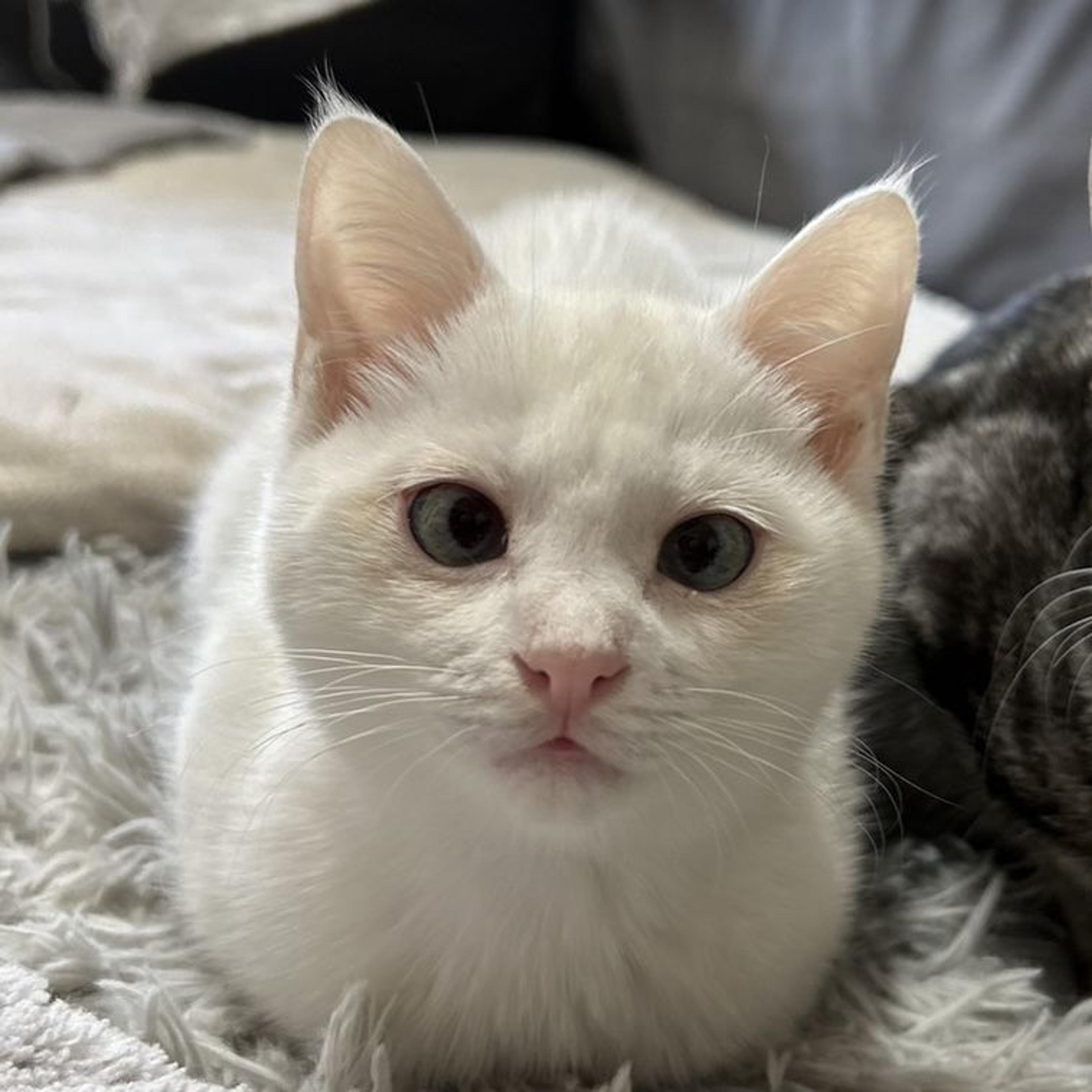 pet-image-3