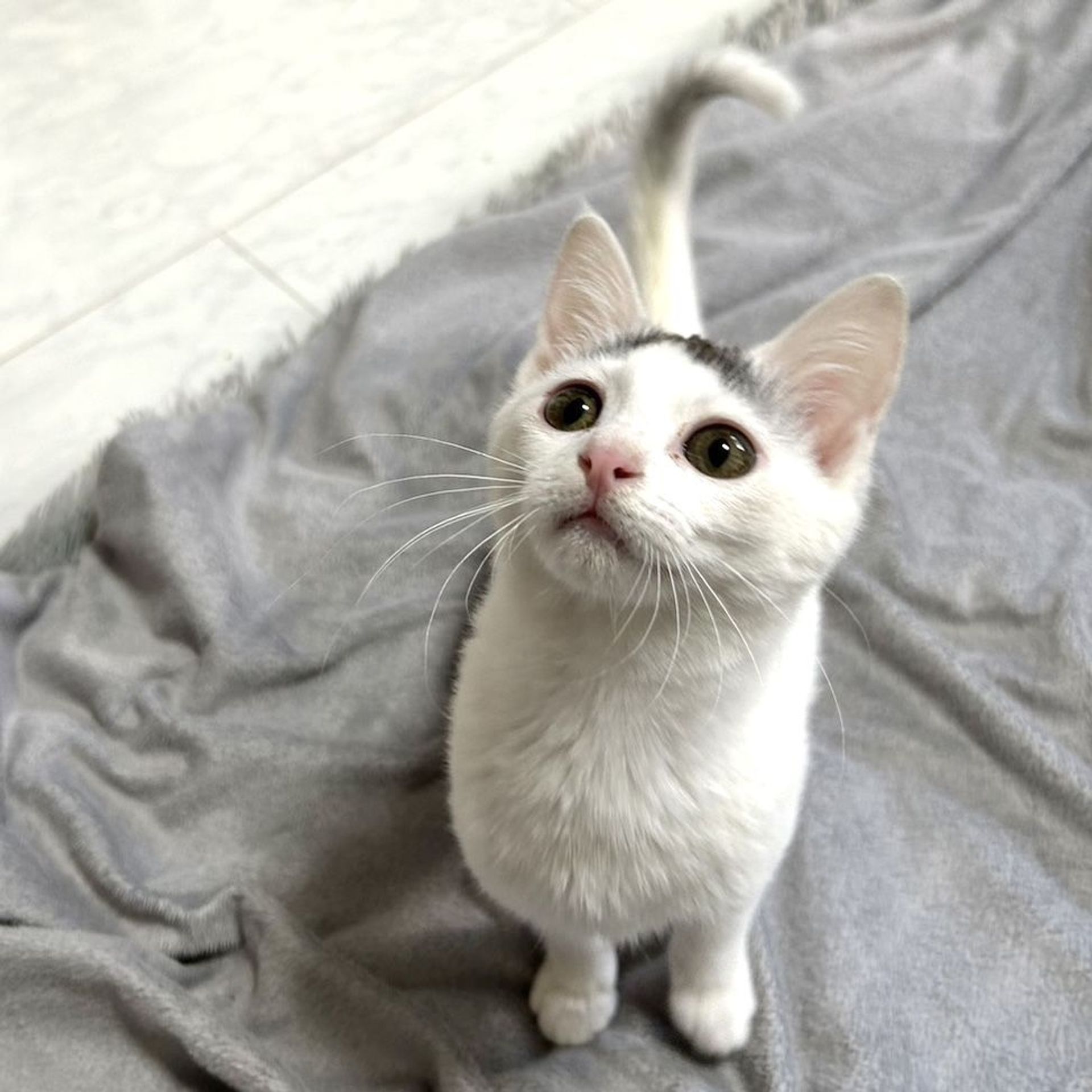 雑種（ミックス猫）・メスの里親募集の写真