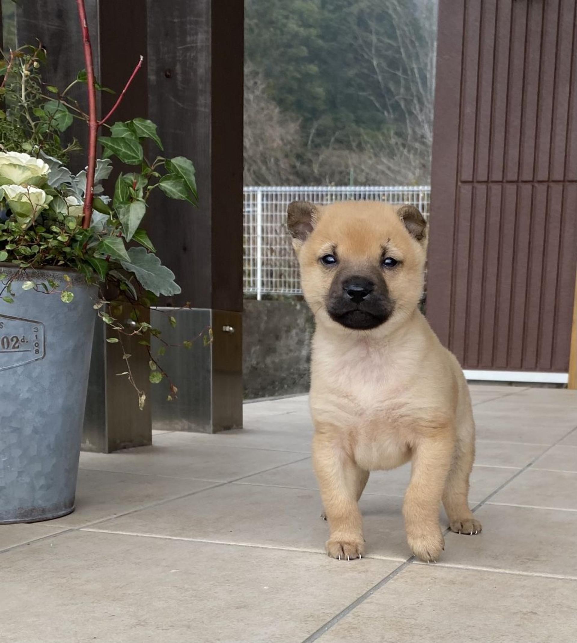 pet-image-2