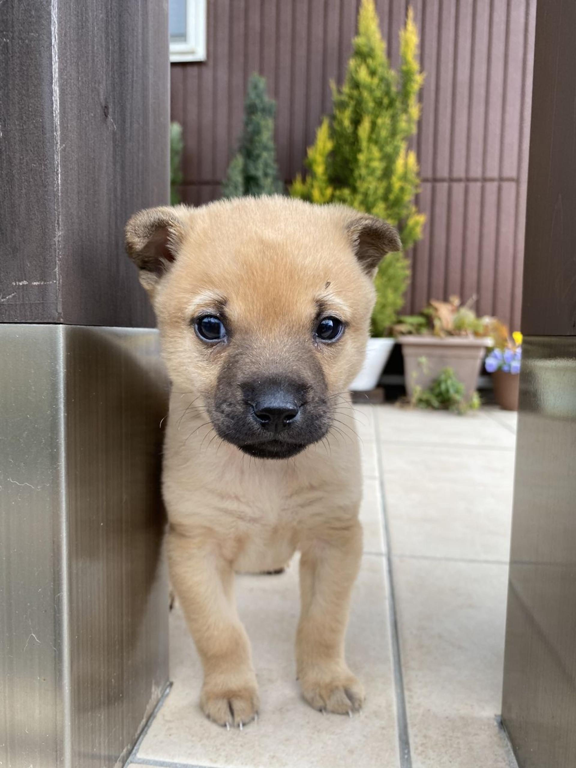pet-image-3