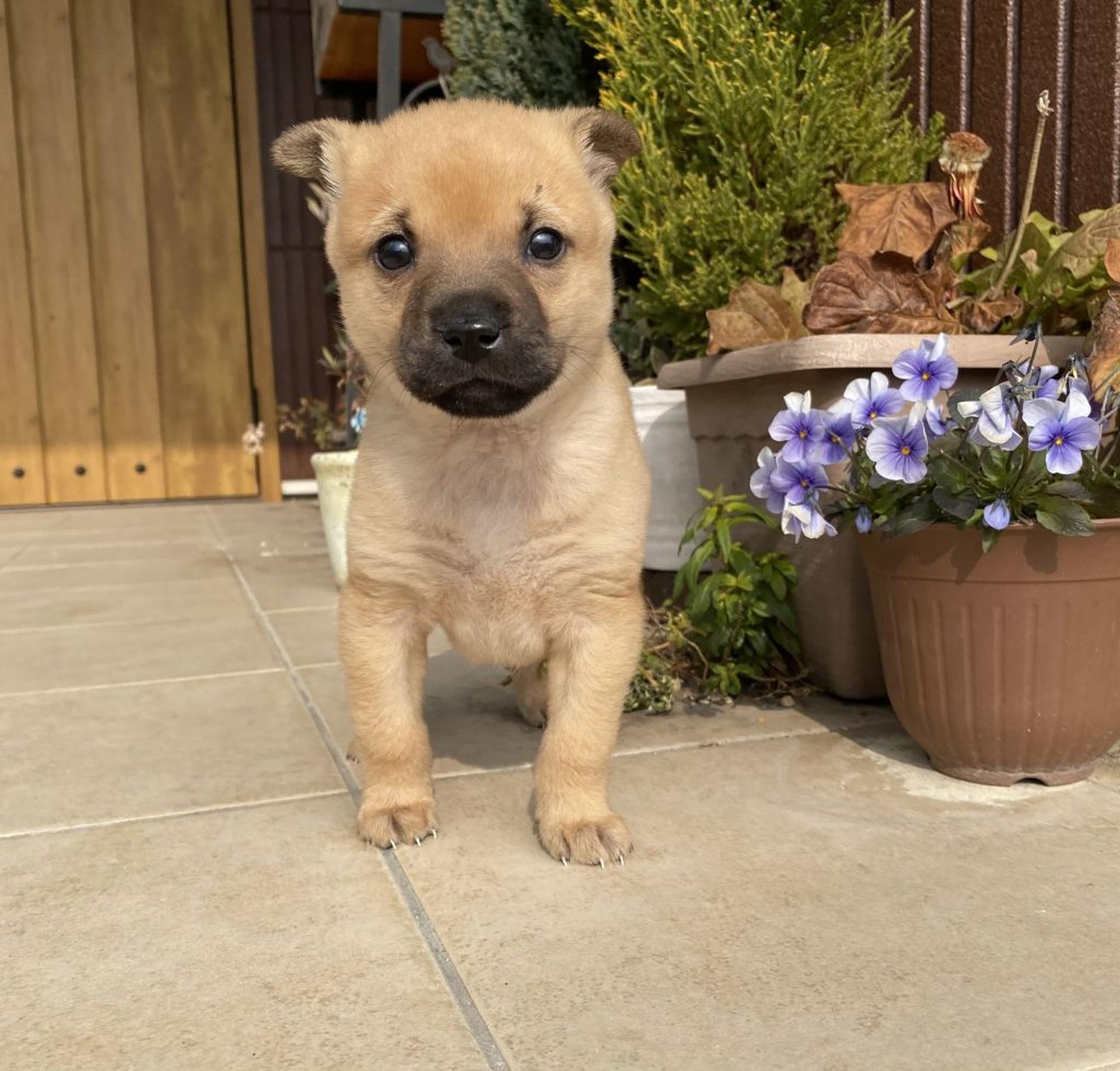 pet-image-4