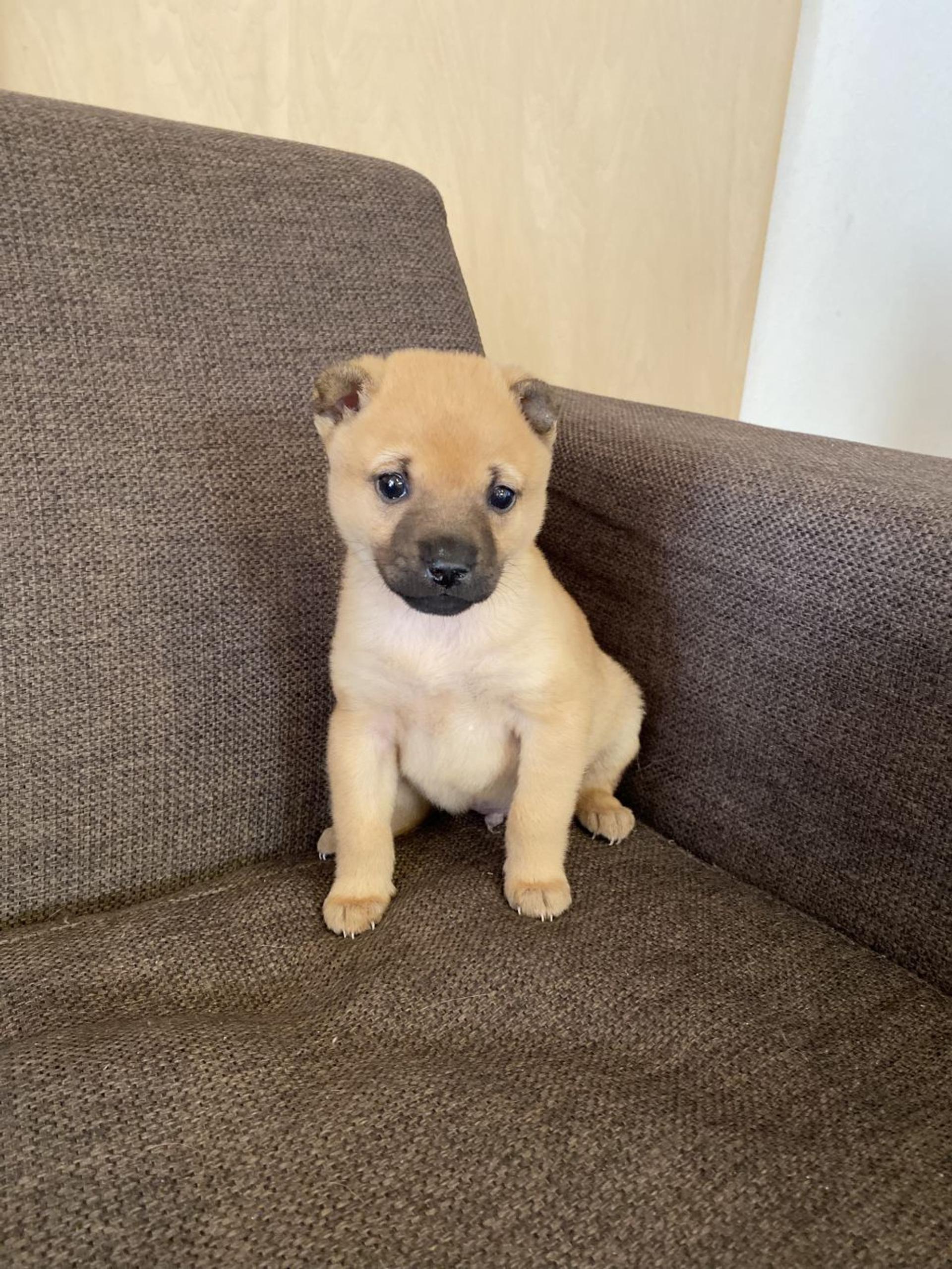 pet-image-5