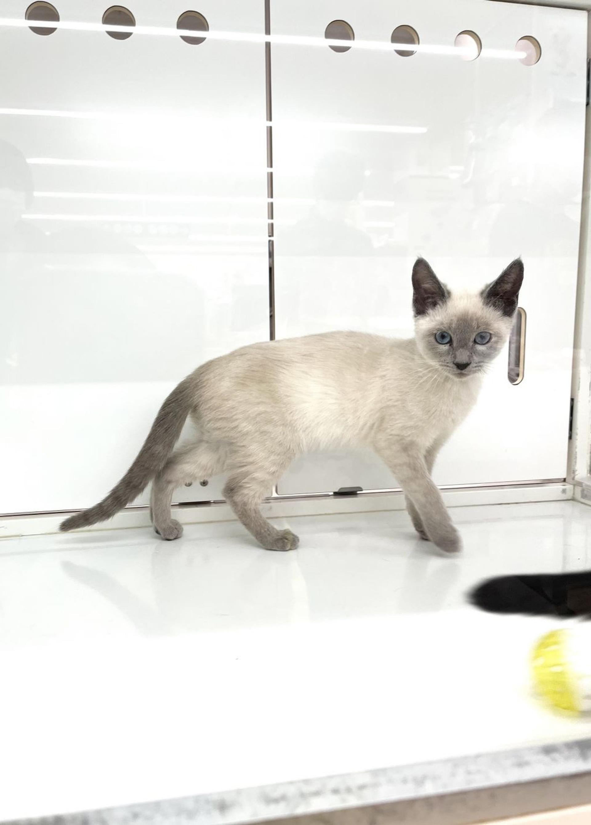 pet-image-4