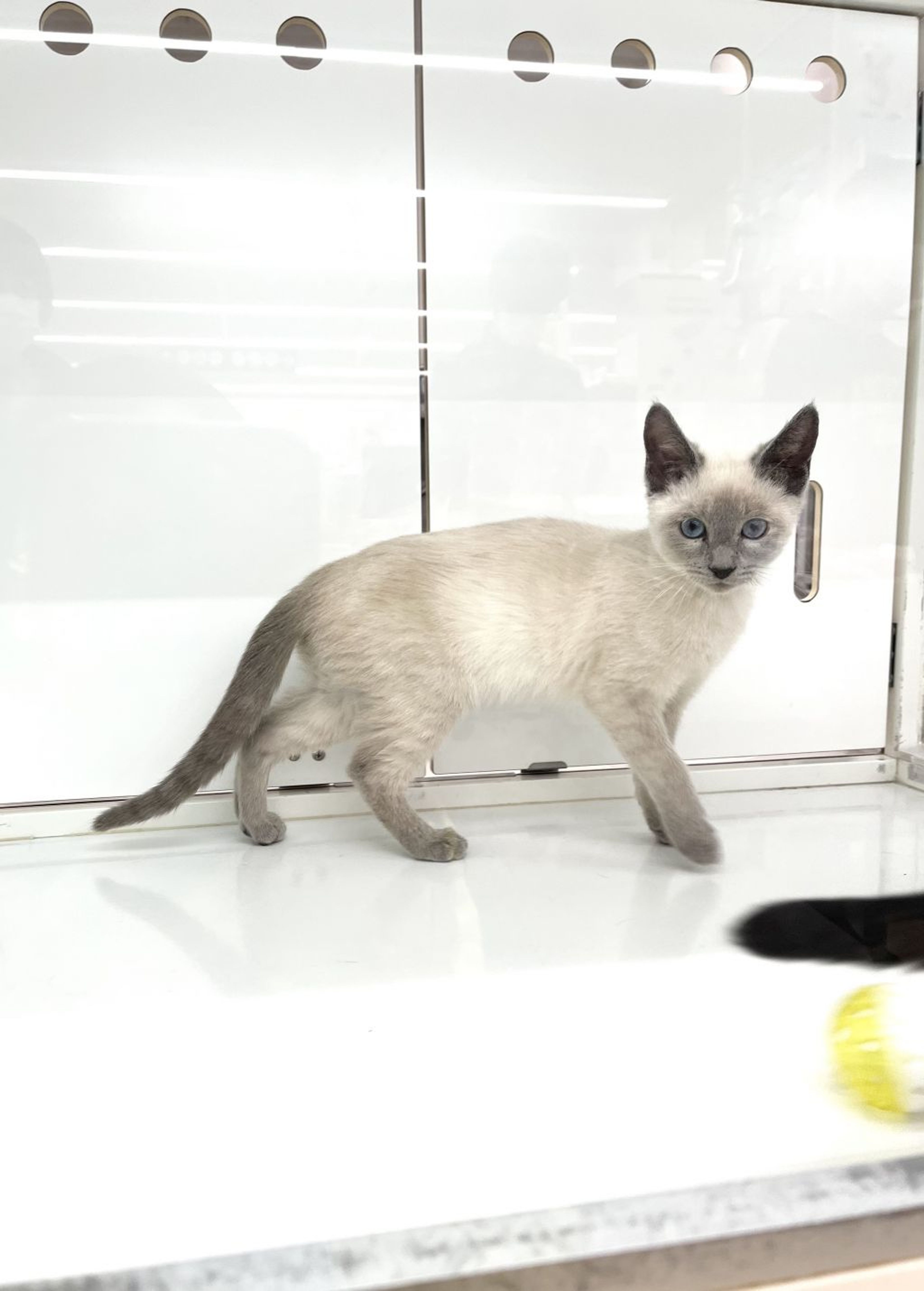 pet-image-4