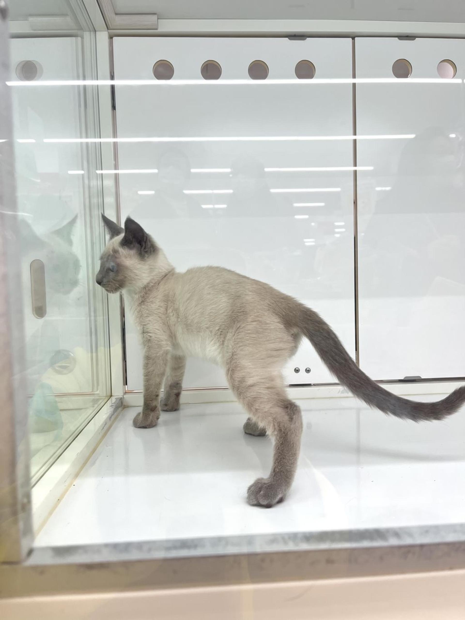 pet-image-4