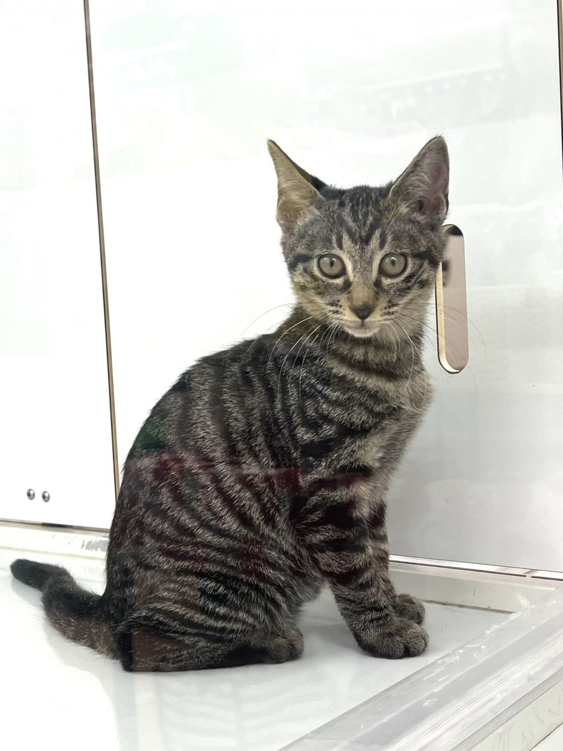 雑種（ミックス猫）・メスの里親募集の写真