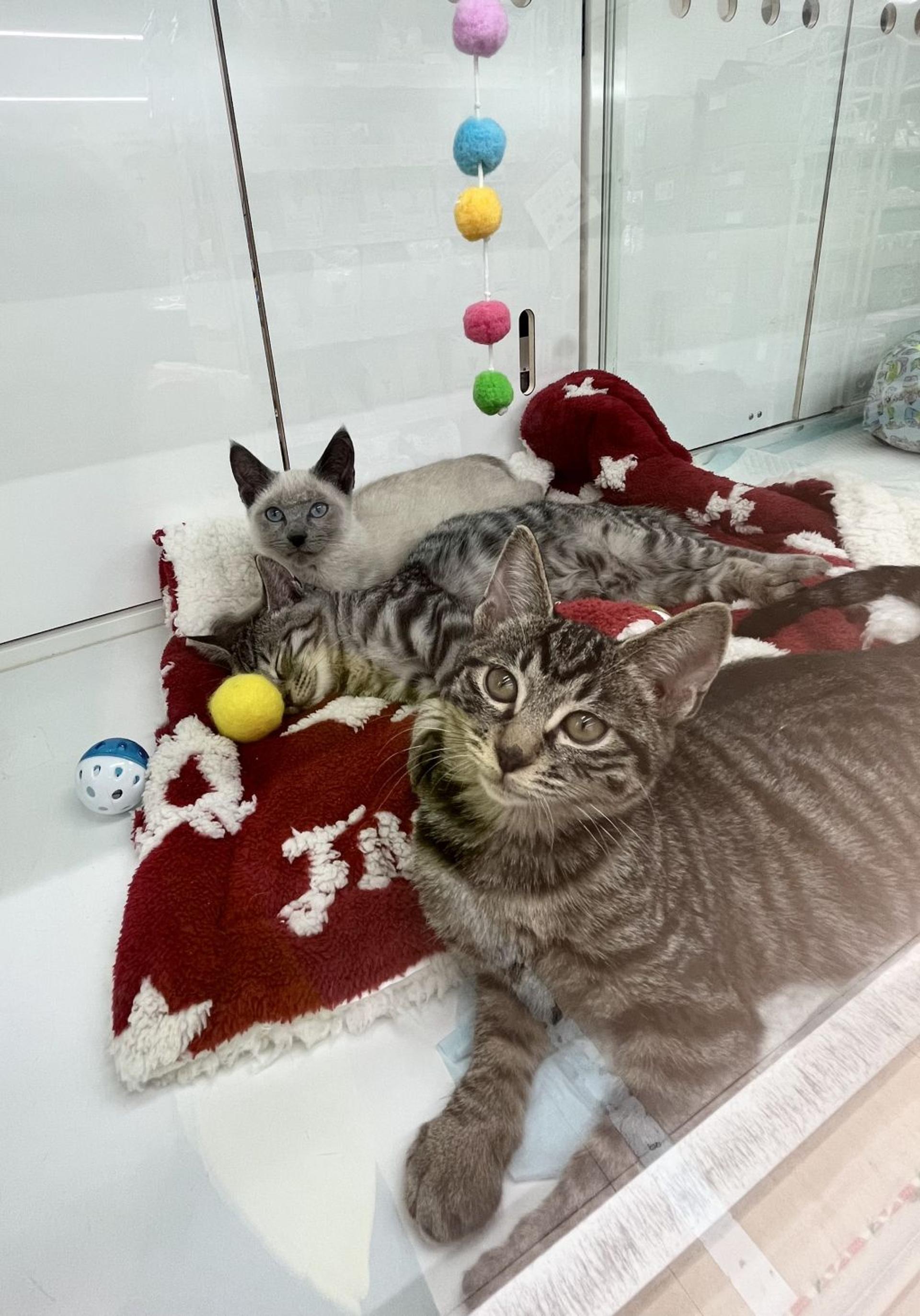 pet-image-7