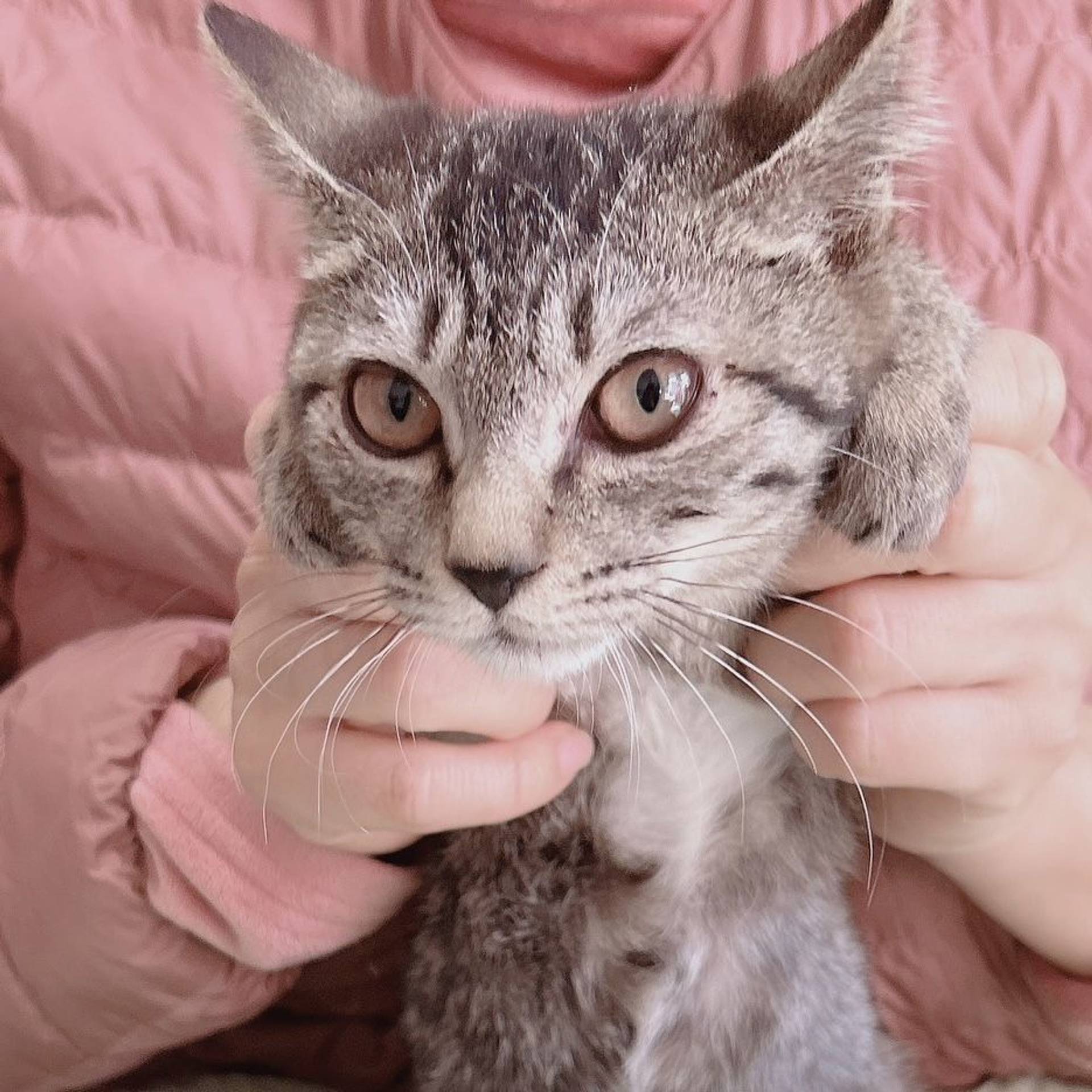 雑種（ミックス猫）・メスの里親募集の写真