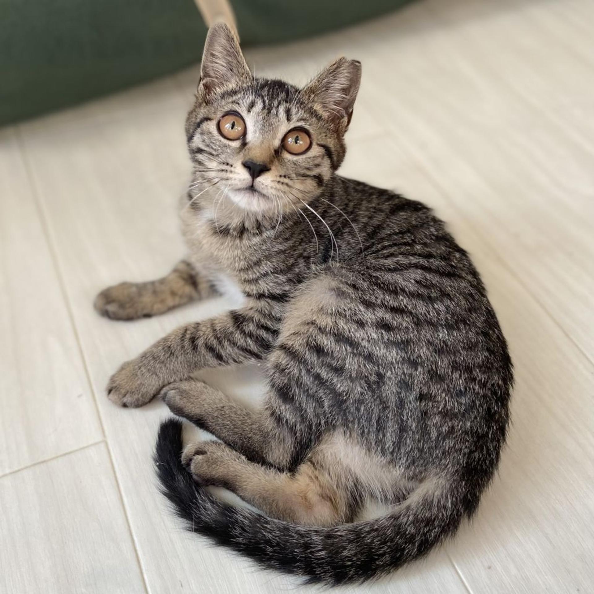 pet-image-2