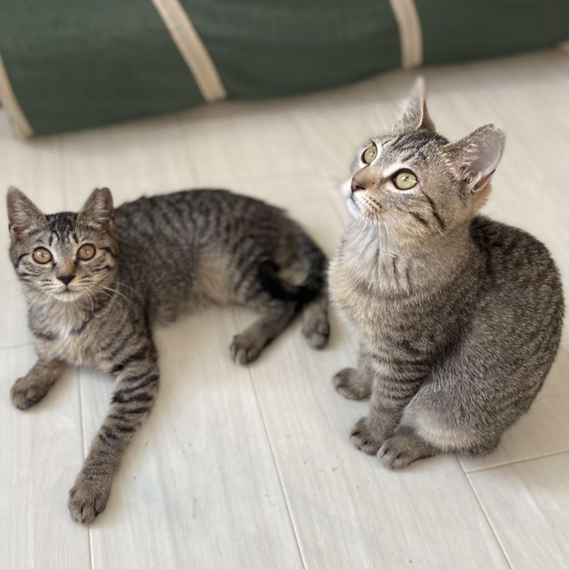 pet-image-4