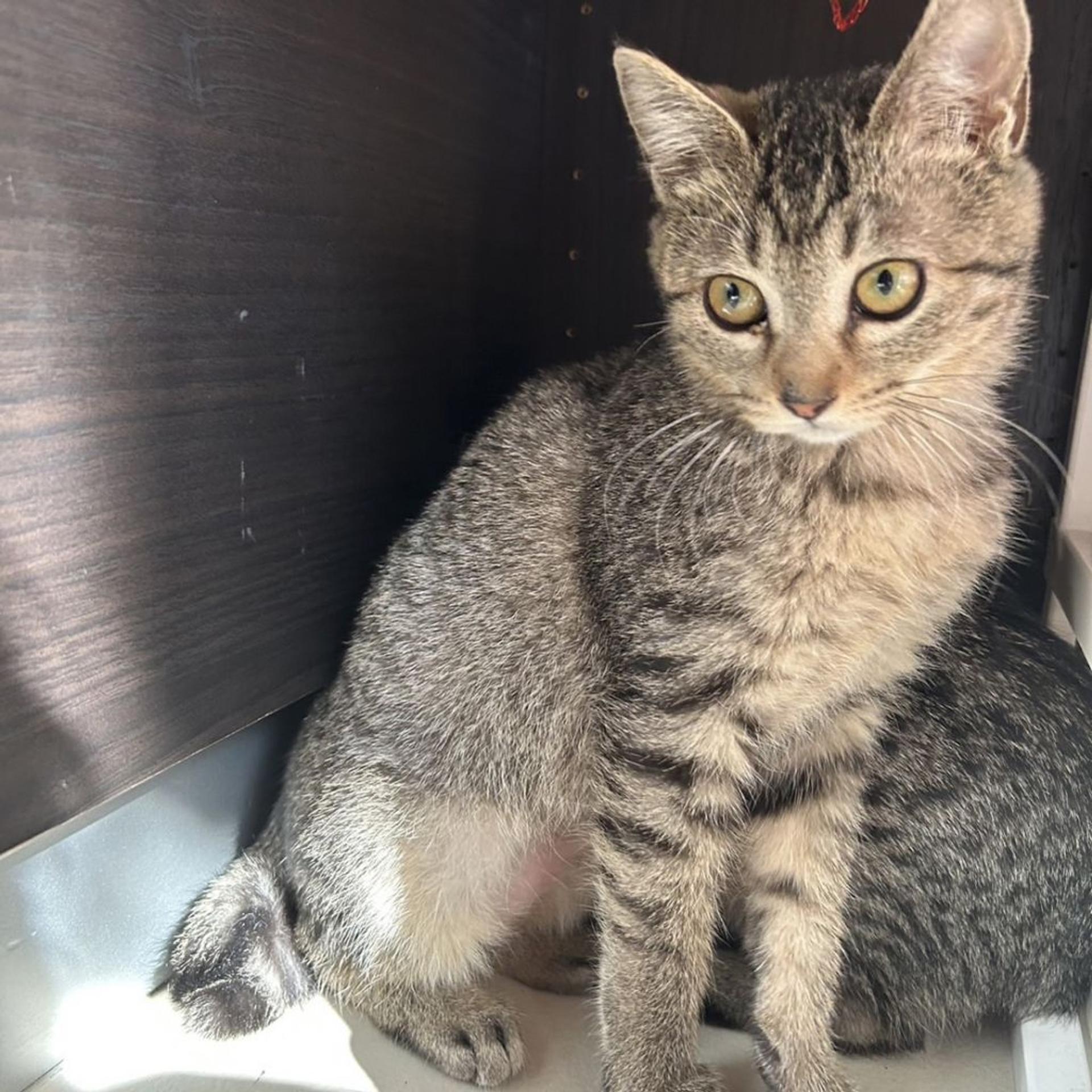 pet-image-5