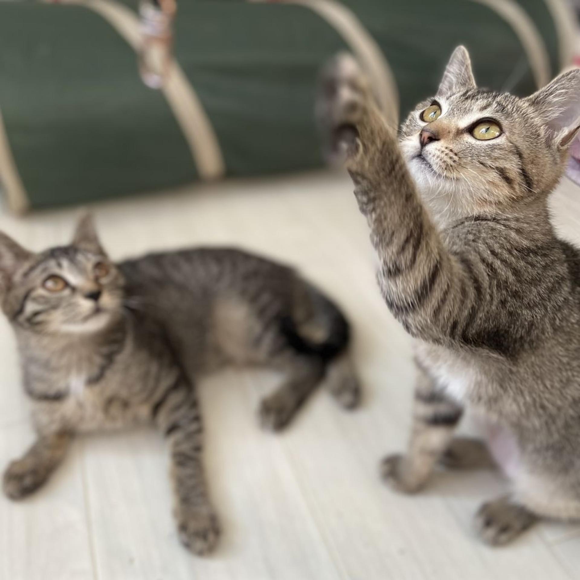 pet-image-4