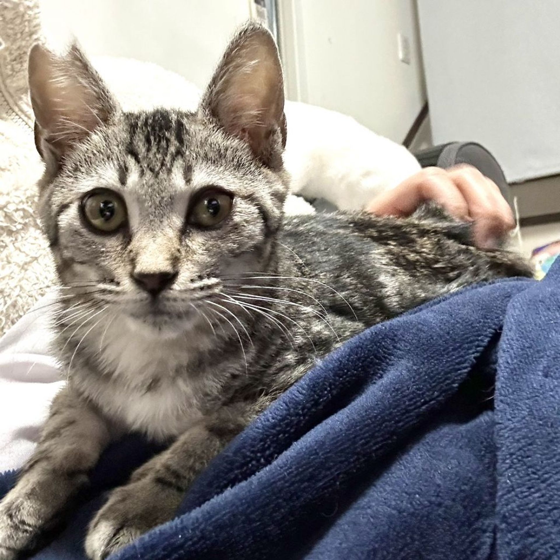 雑種（ミックス猫）・オスの里親募集の写真