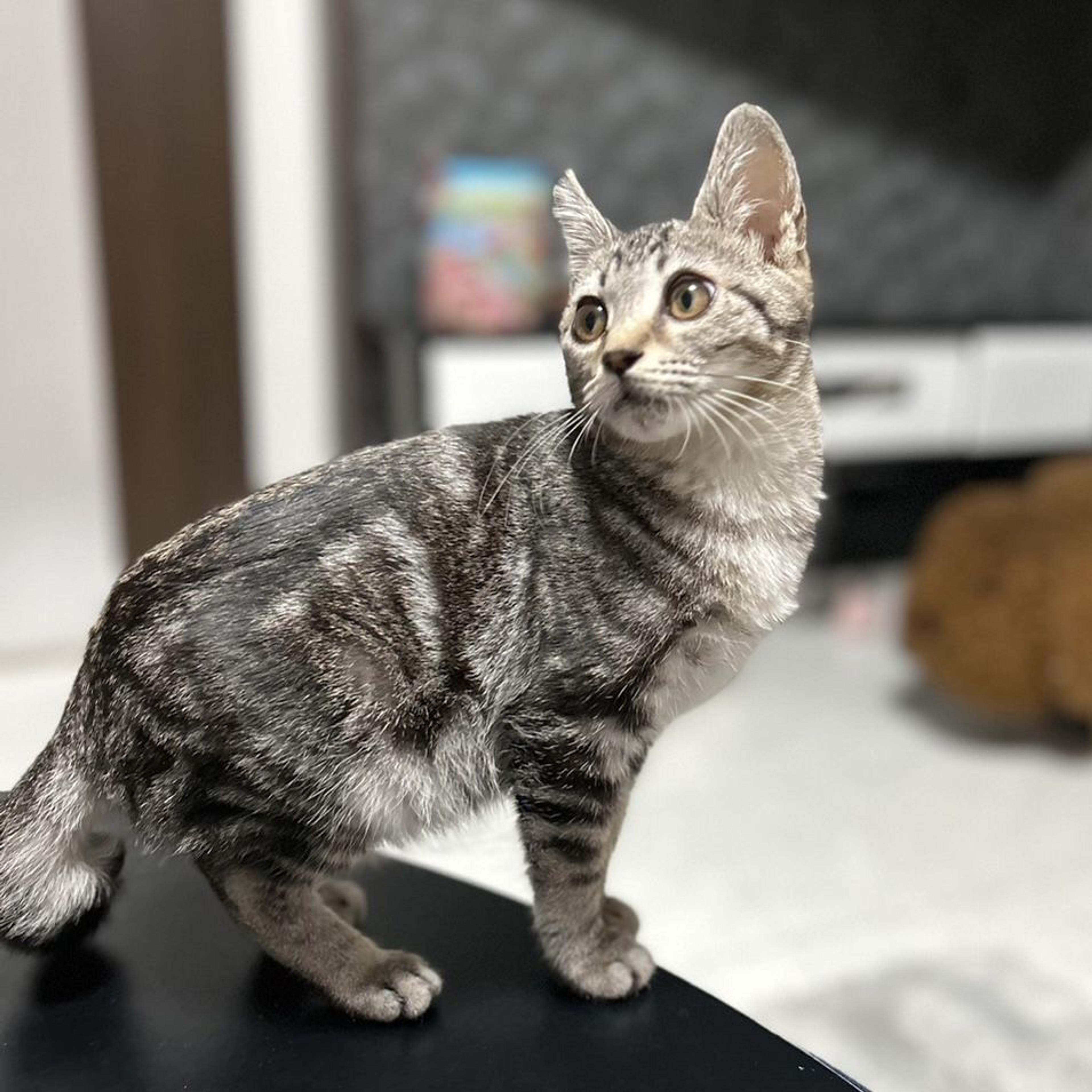 pet-image-2