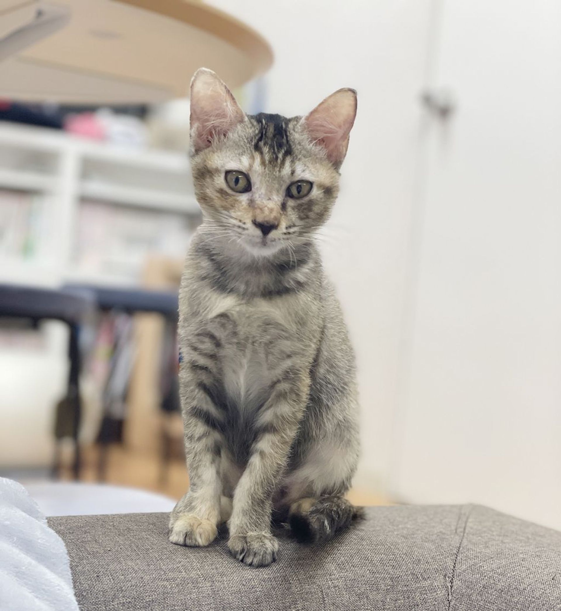 雑種（ミックス猫）・メスの里親募集の写真