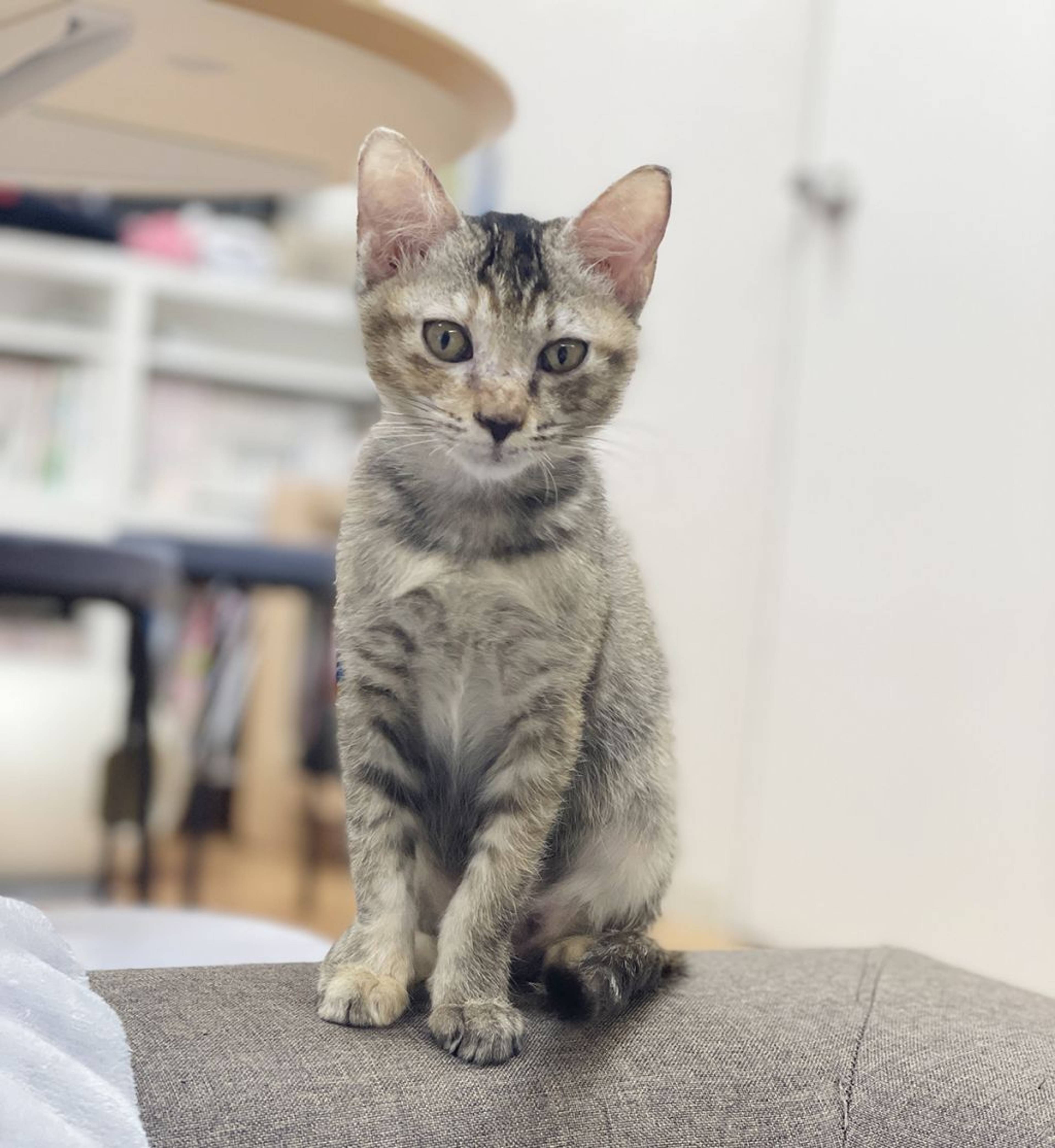 雑種（ミックス猫）・メスの里親募集の写真