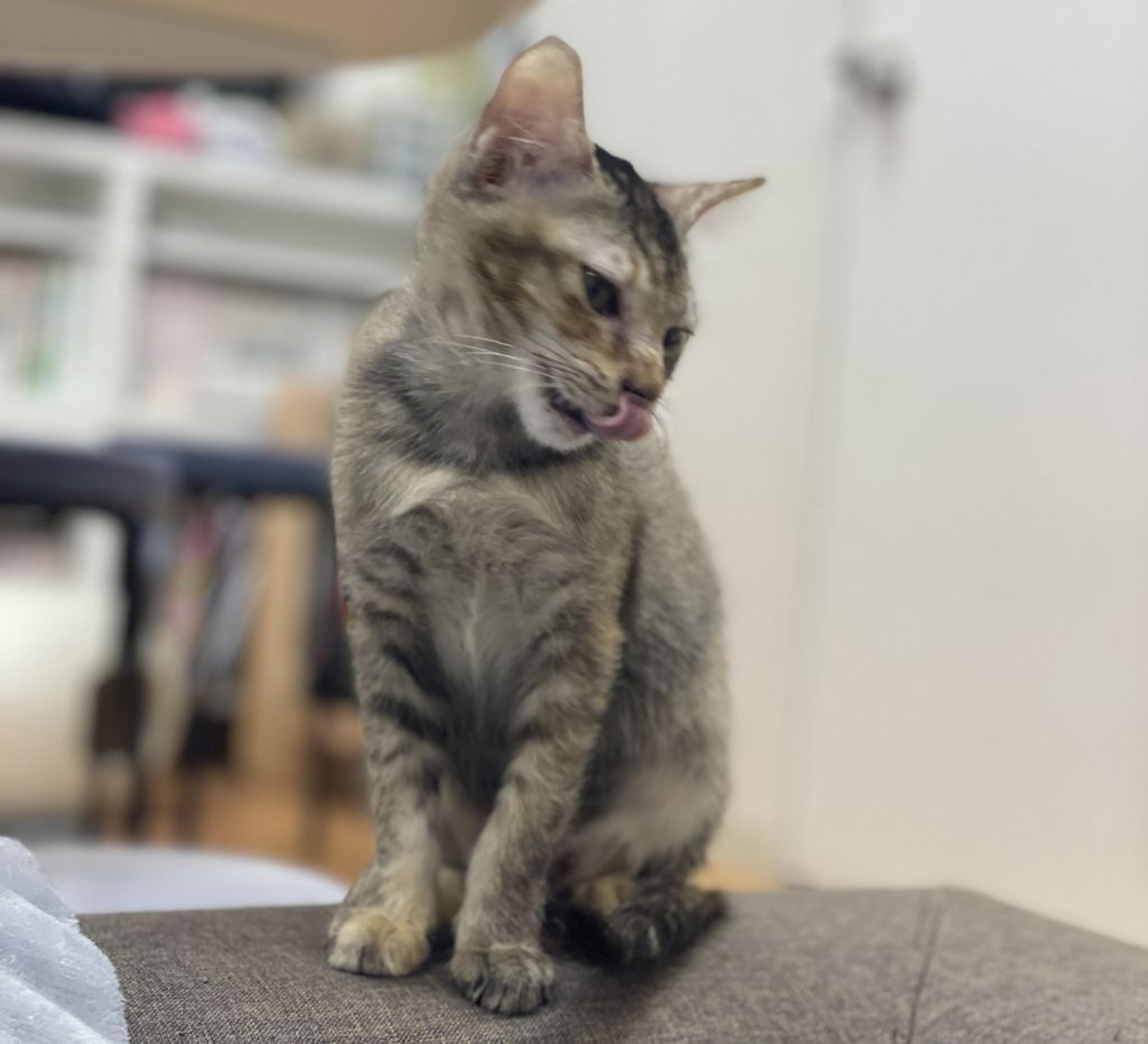 pet-image-2