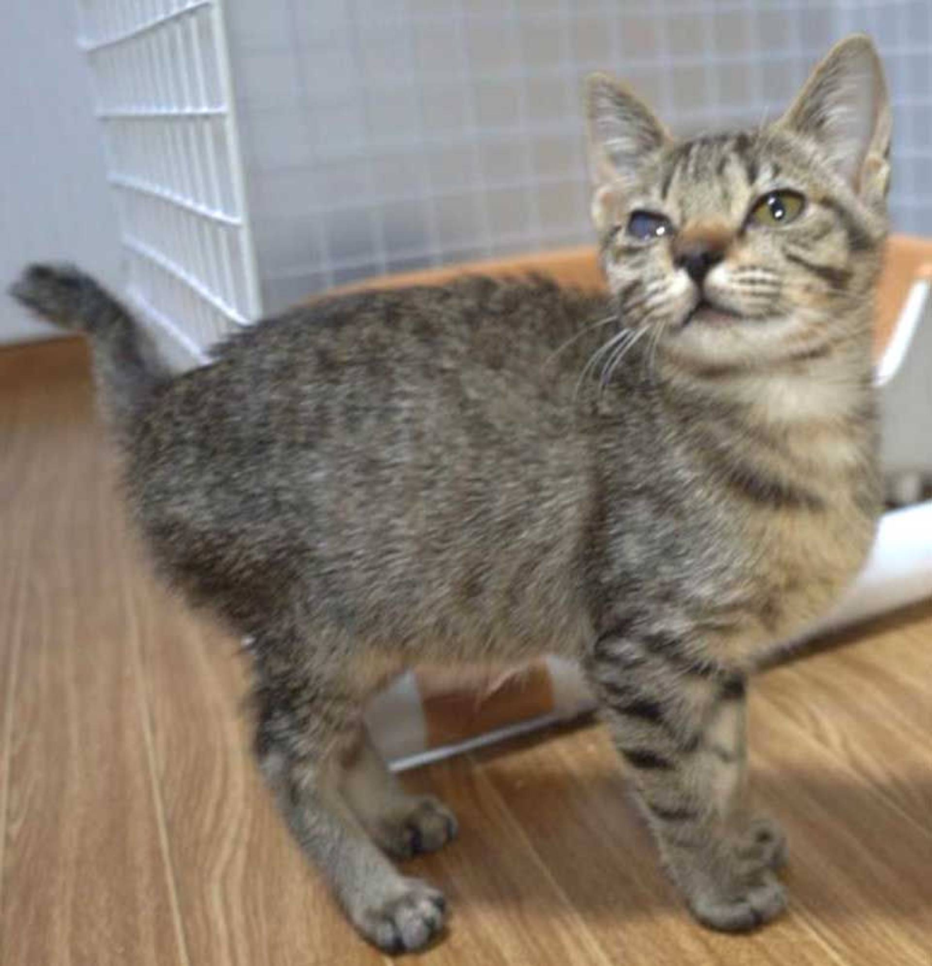 雑種（ミックス猫）・メスの里親募集の写真