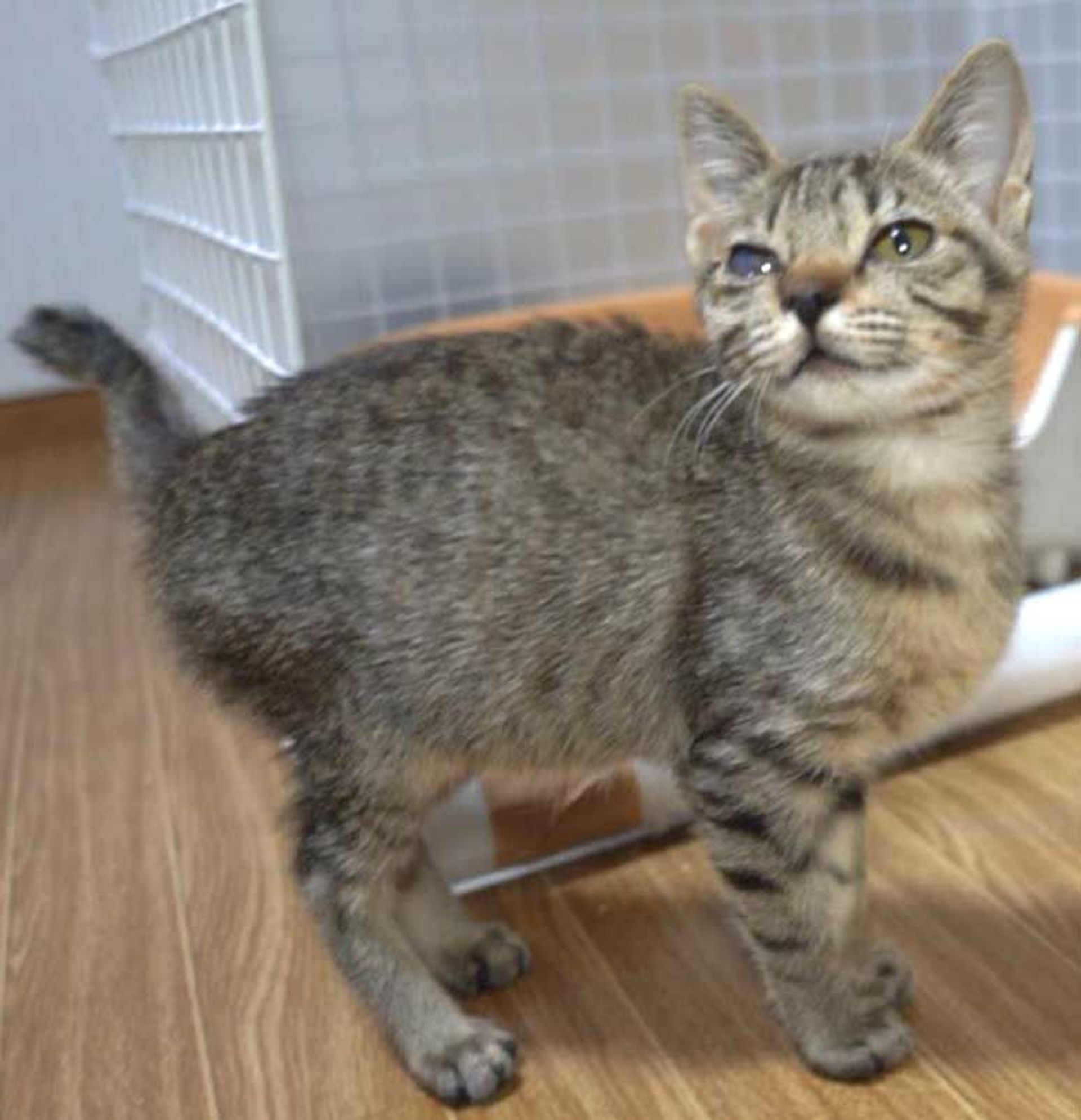 雑種（ミックス猫）・メスの里親募集の写真