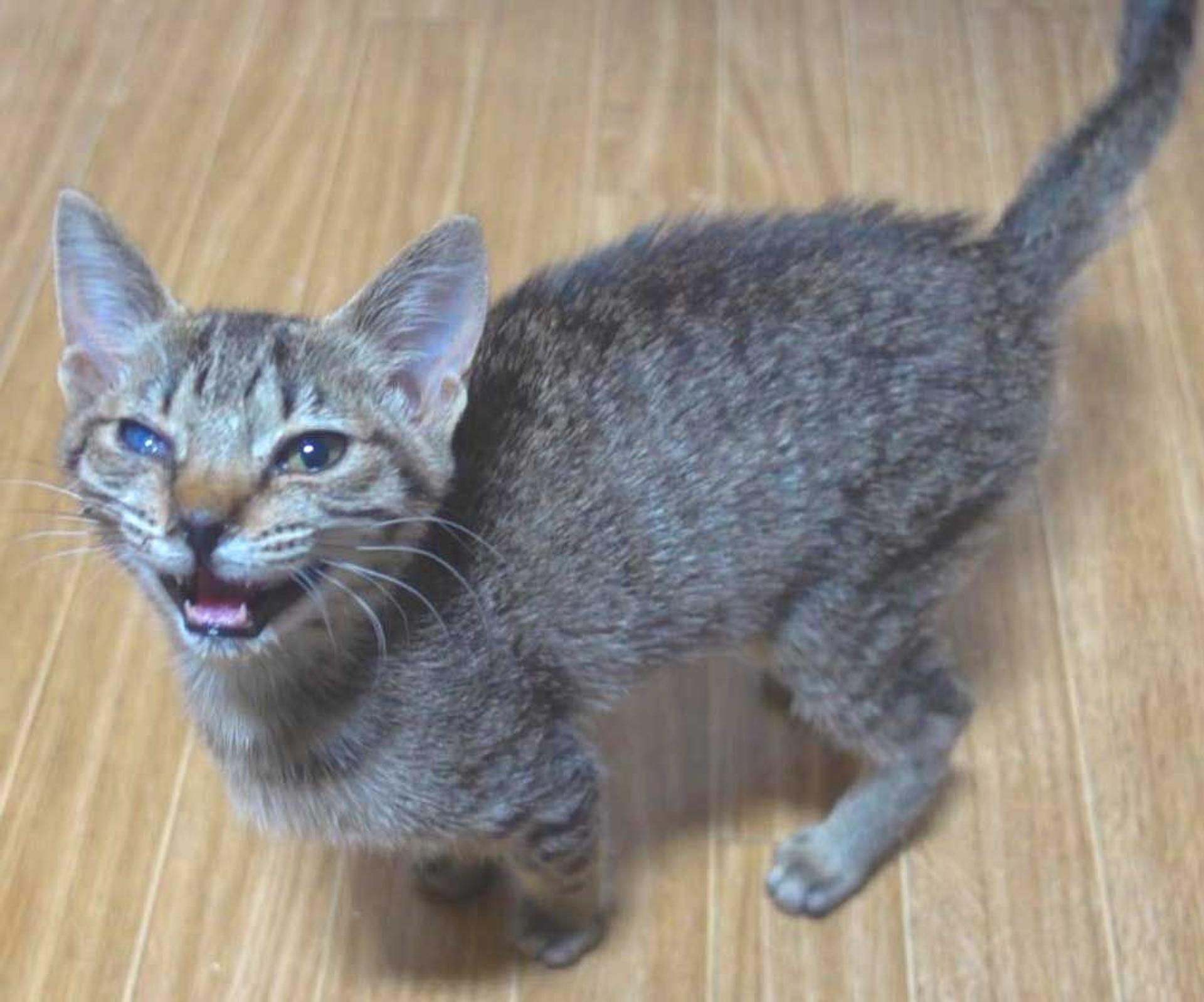 pet-image-3