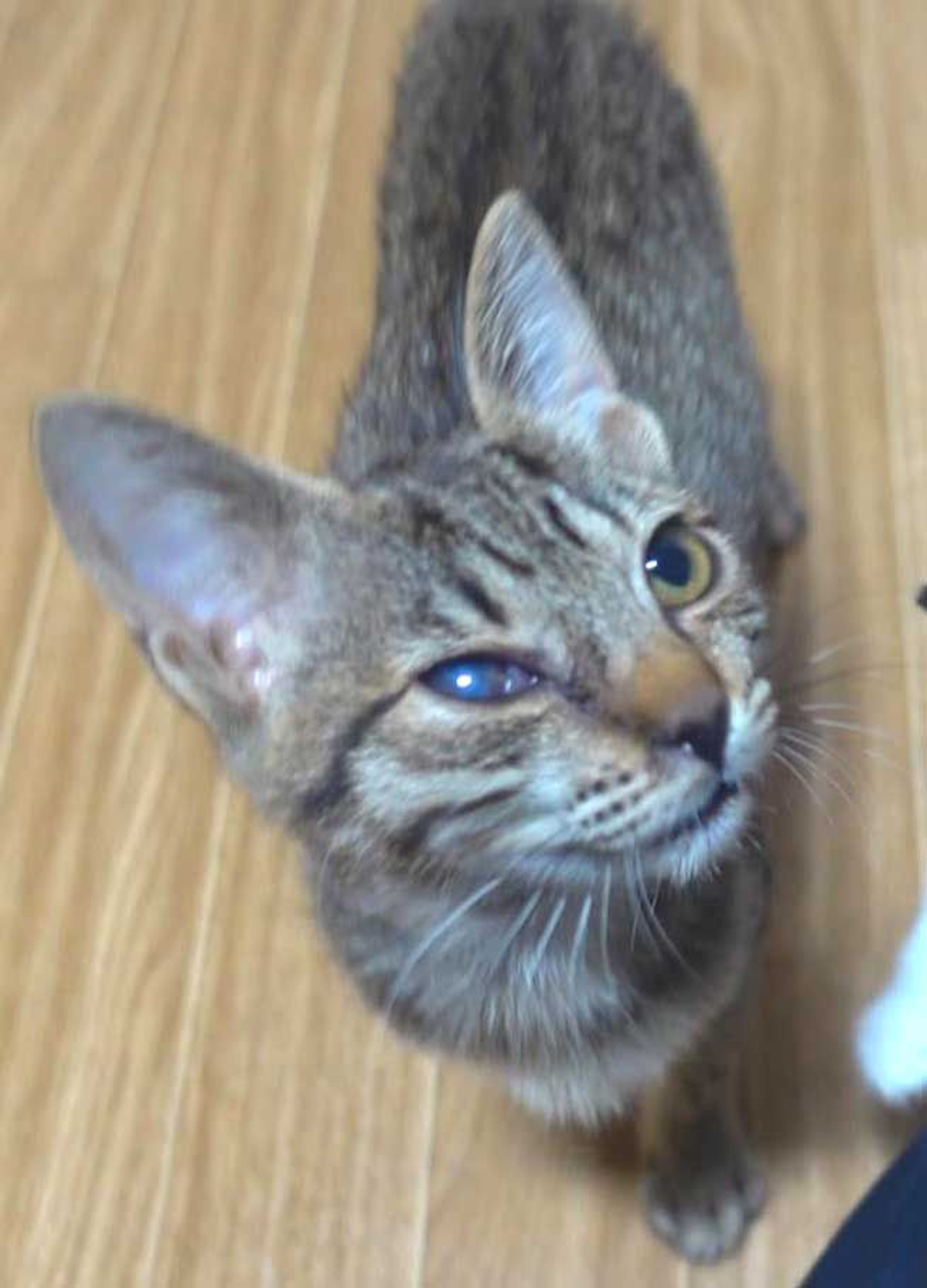 pet-image-4