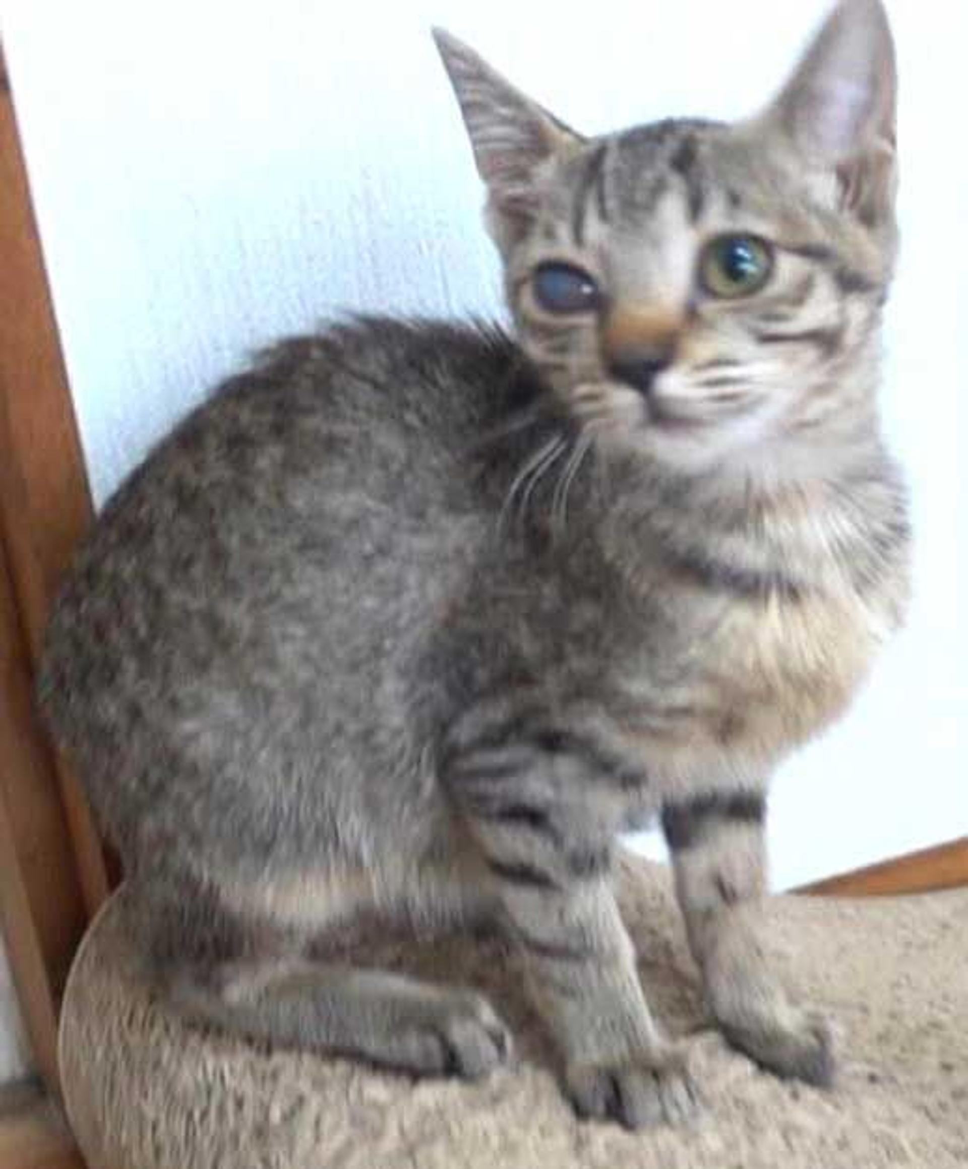 pet-image-7