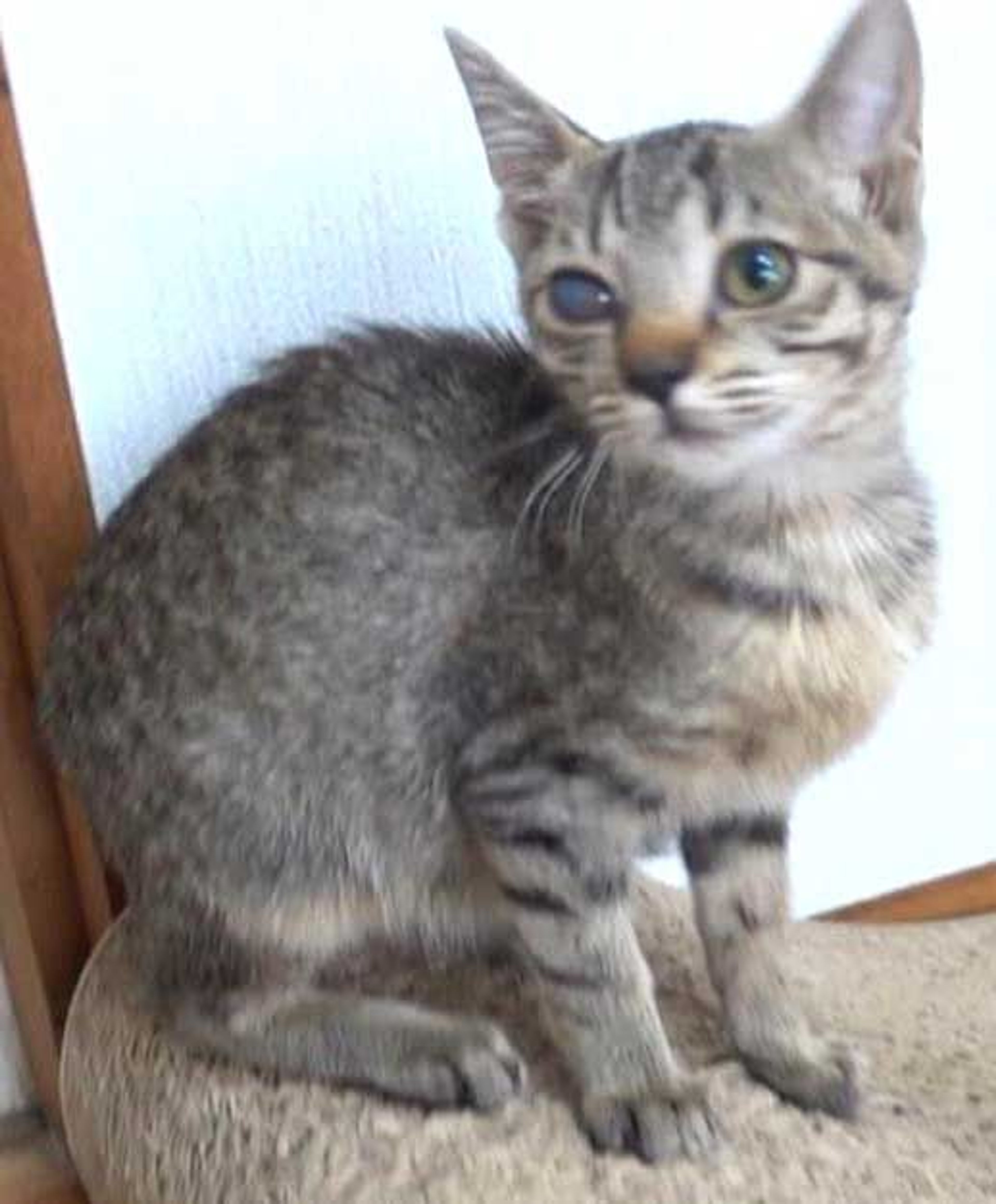 pet-image-7