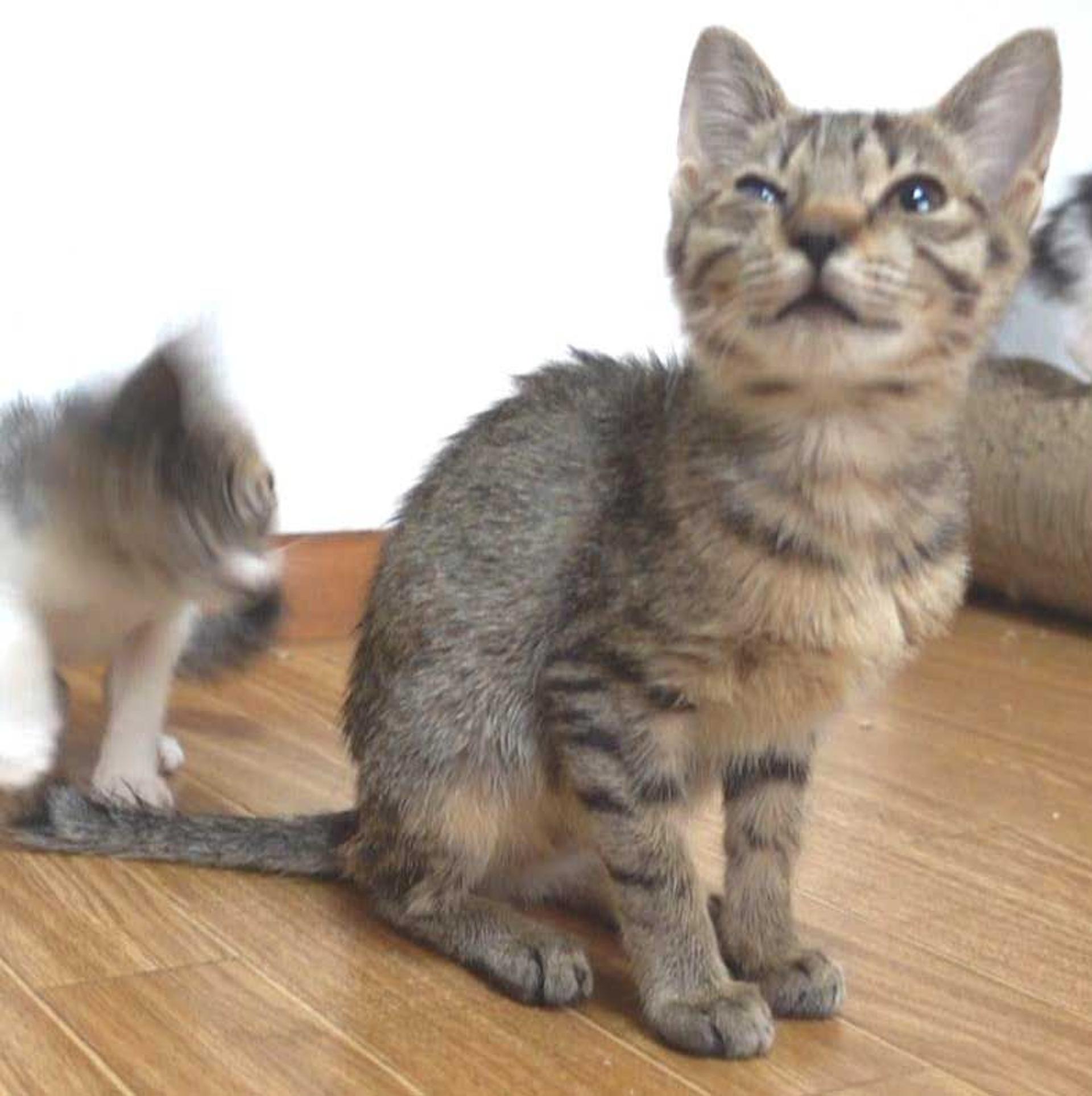 pet-image-9