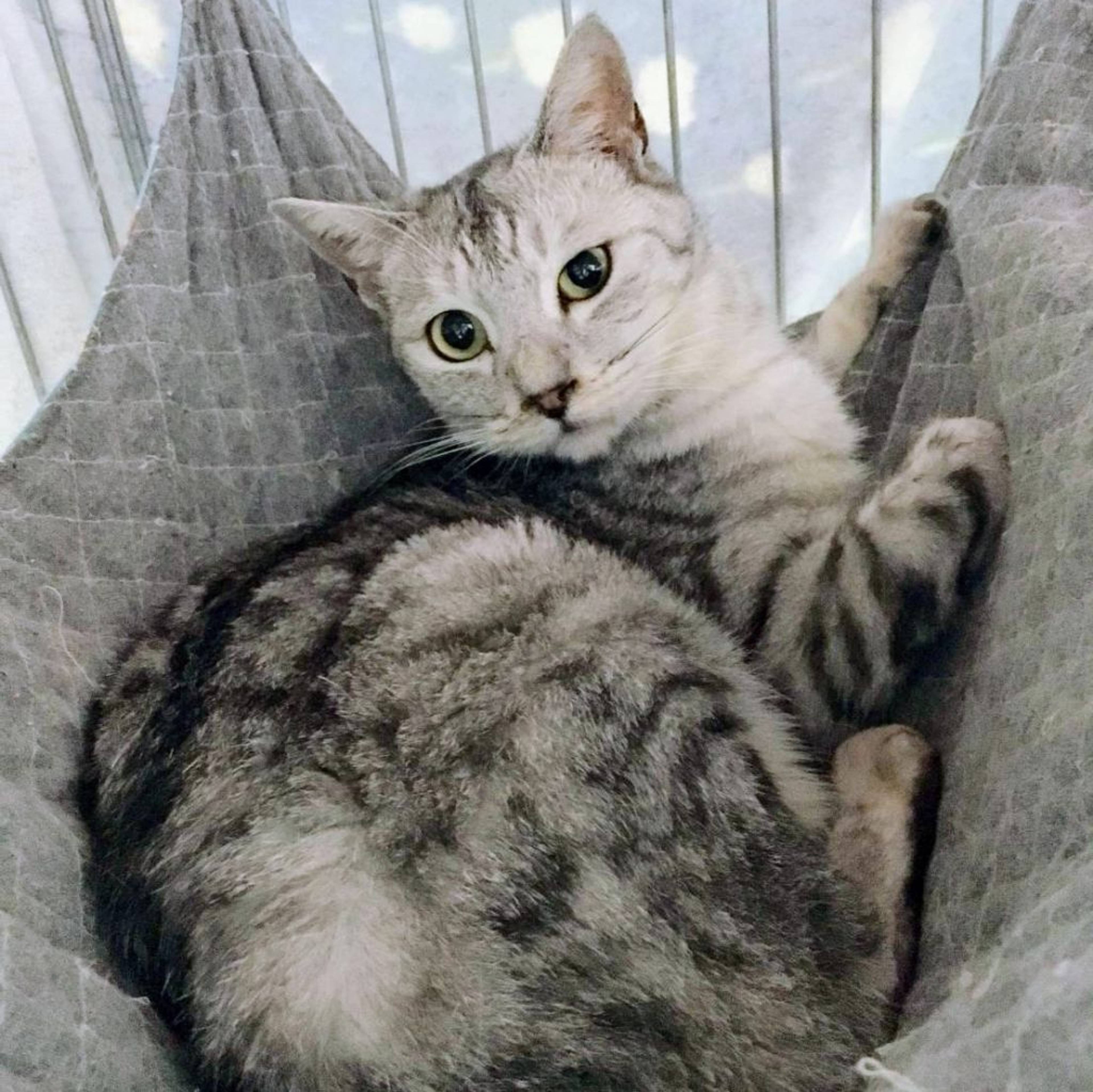 雑種（ミックス猫）・オスの里親募集の写真