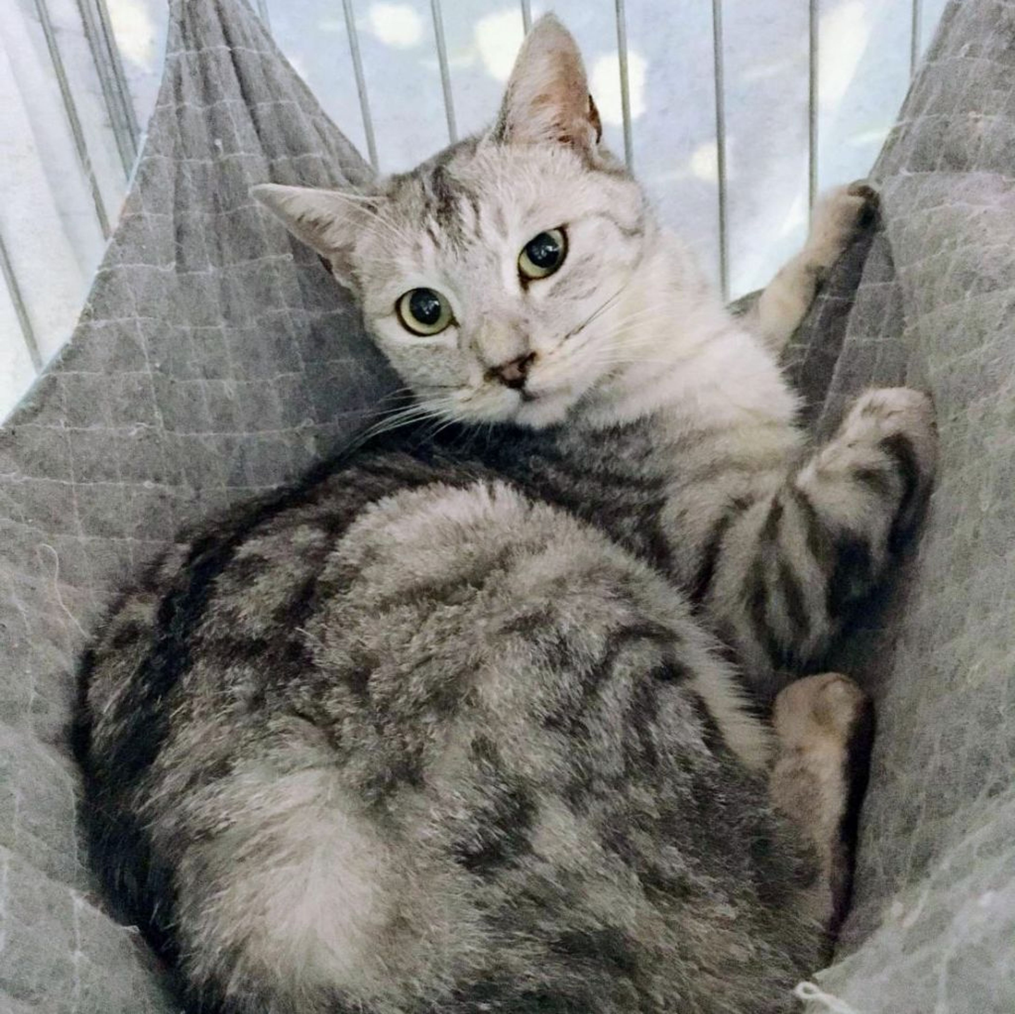 雑種（ミックス猫）・オスの里親募集の写真