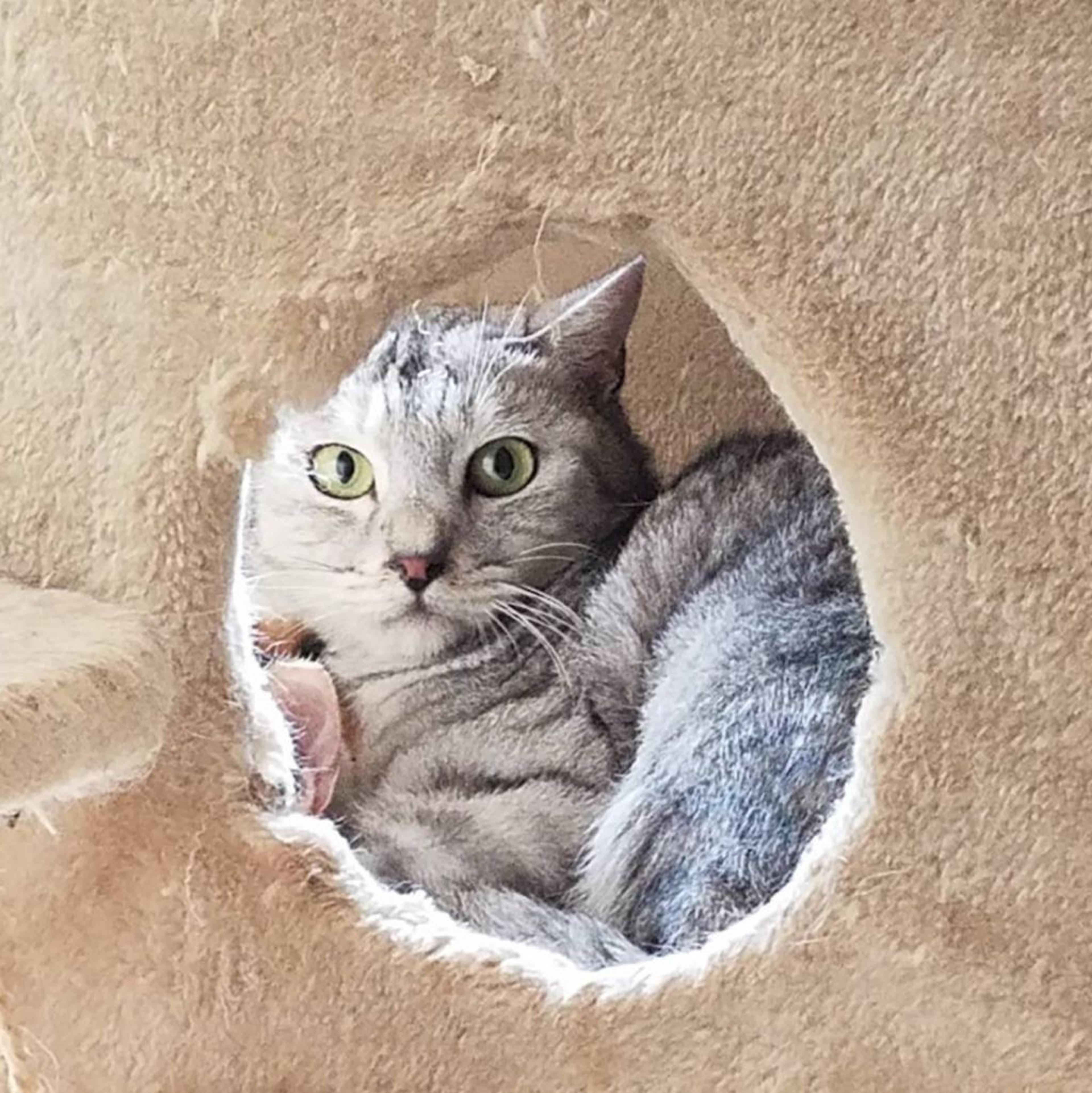 pet-image-2