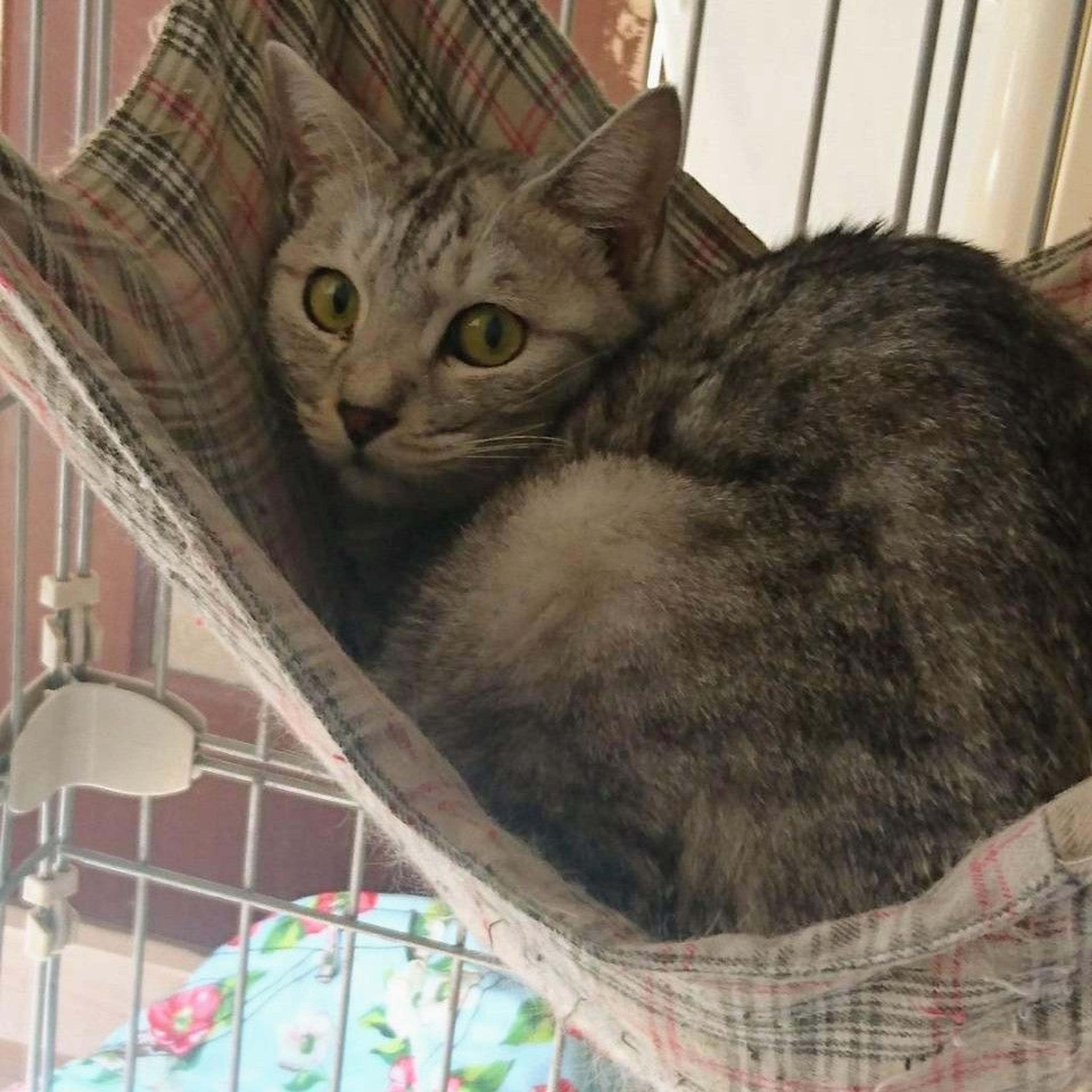 pet-image-3
