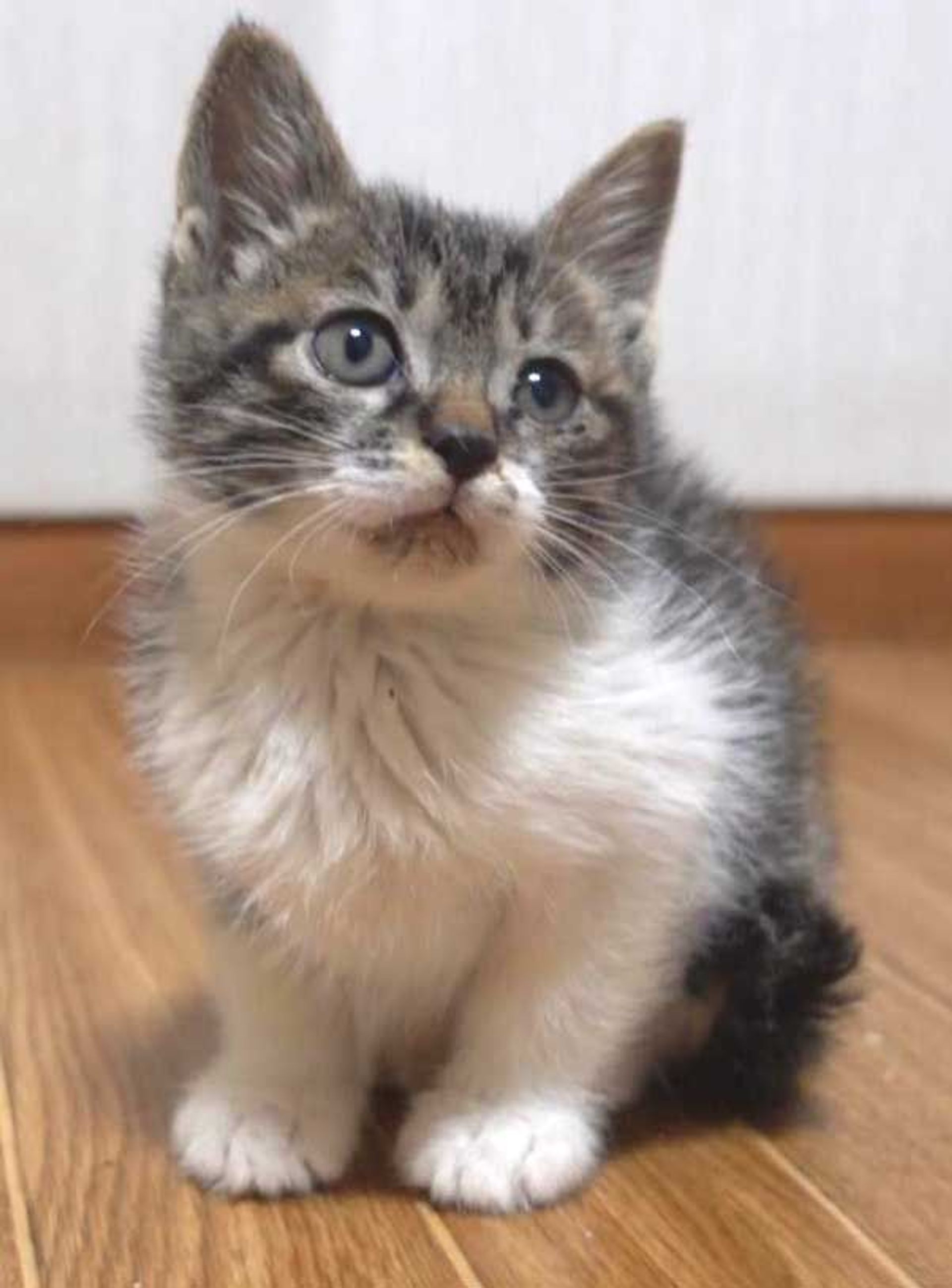 雑種（ミックス猫）・オスの里親募集の写真