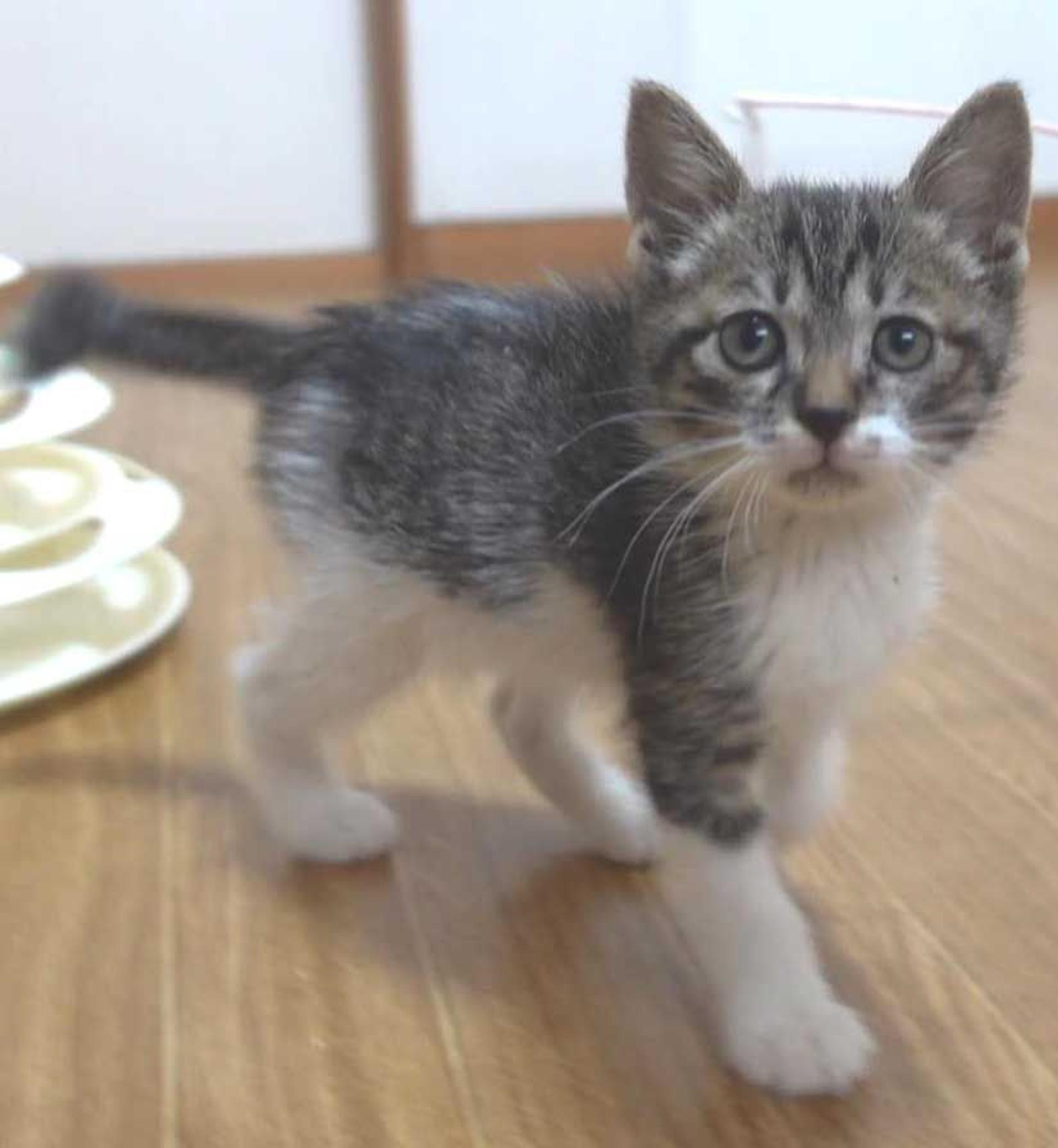 pet-image-2