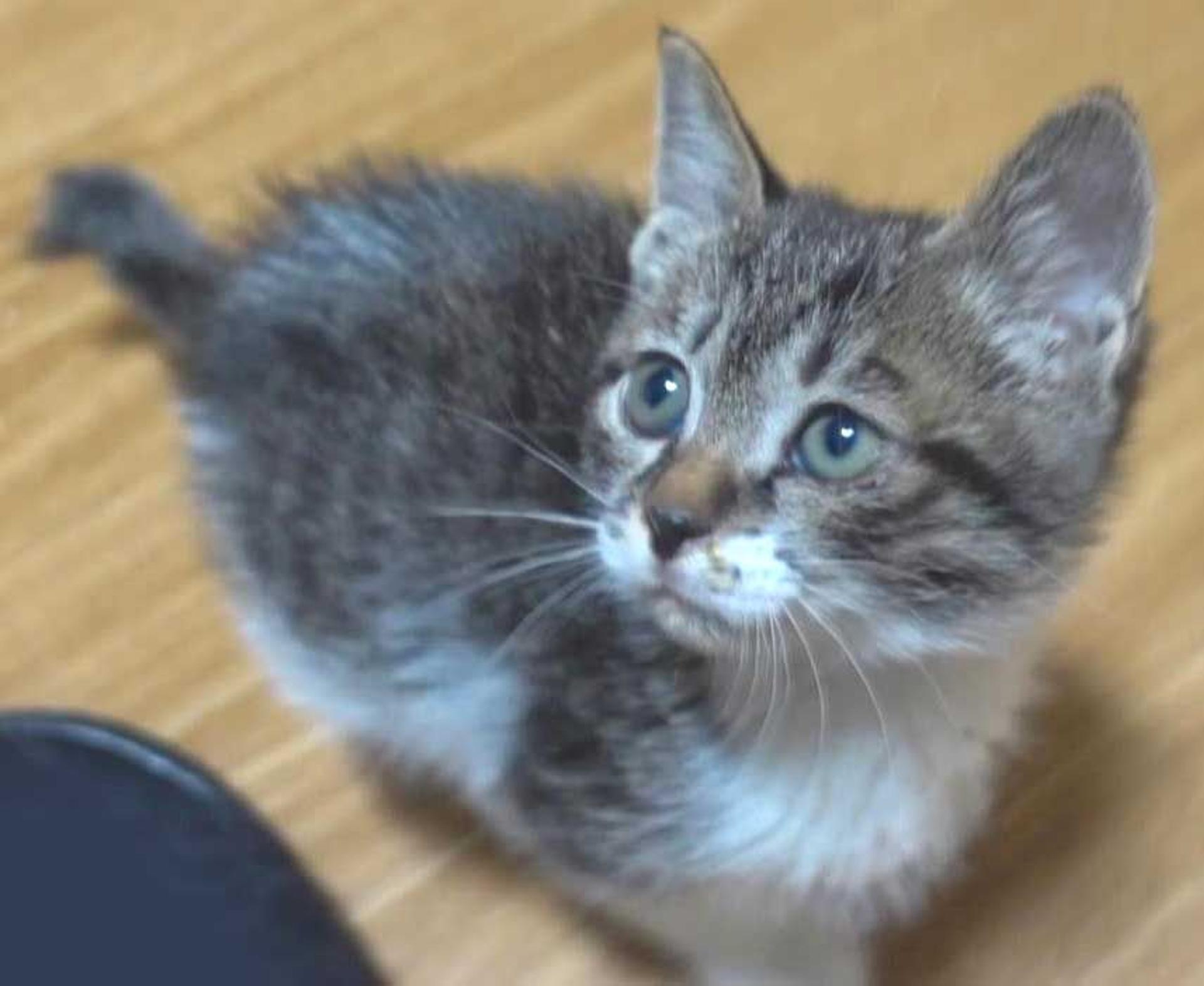 pet-image-3