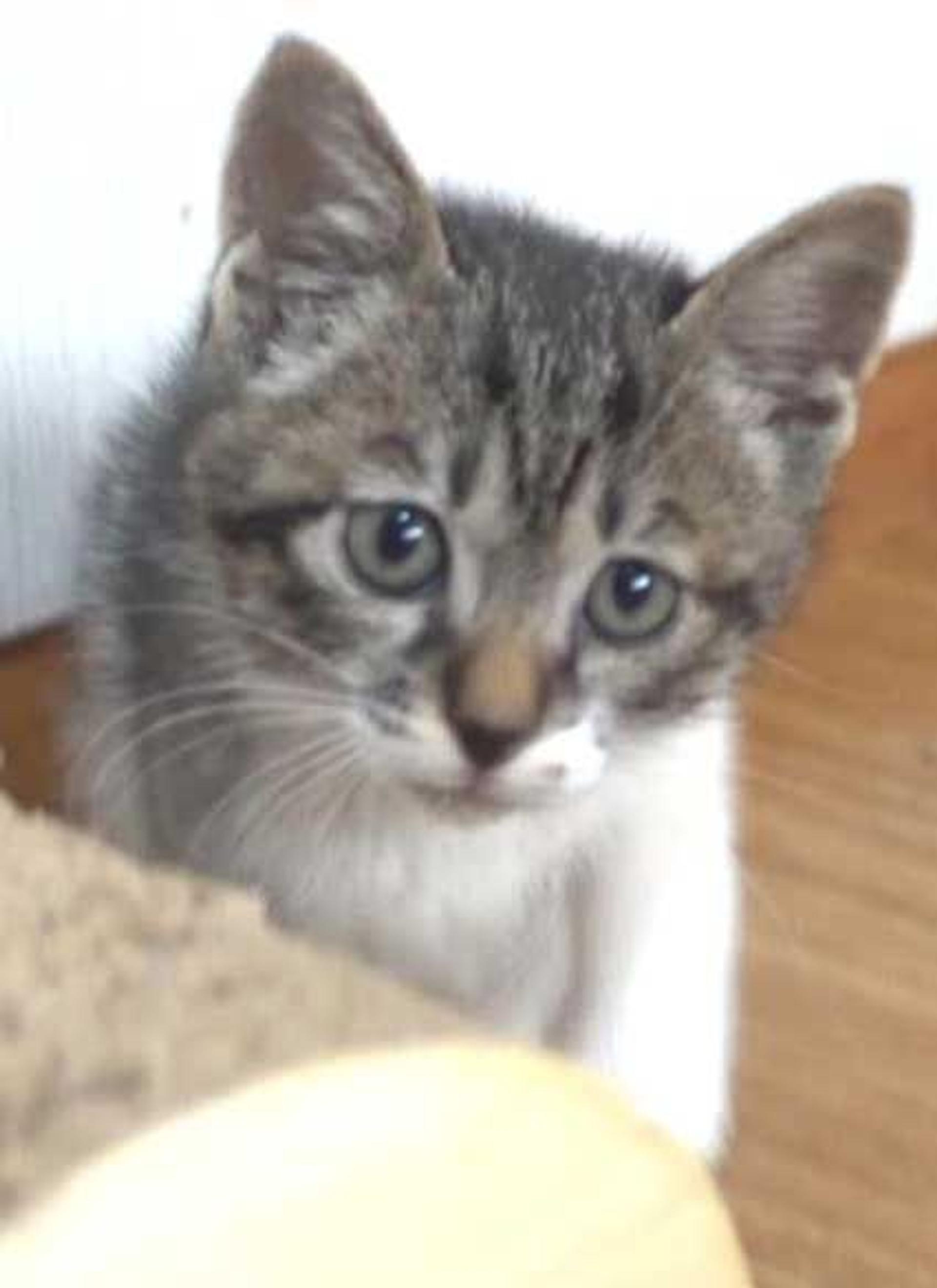pet-image-8