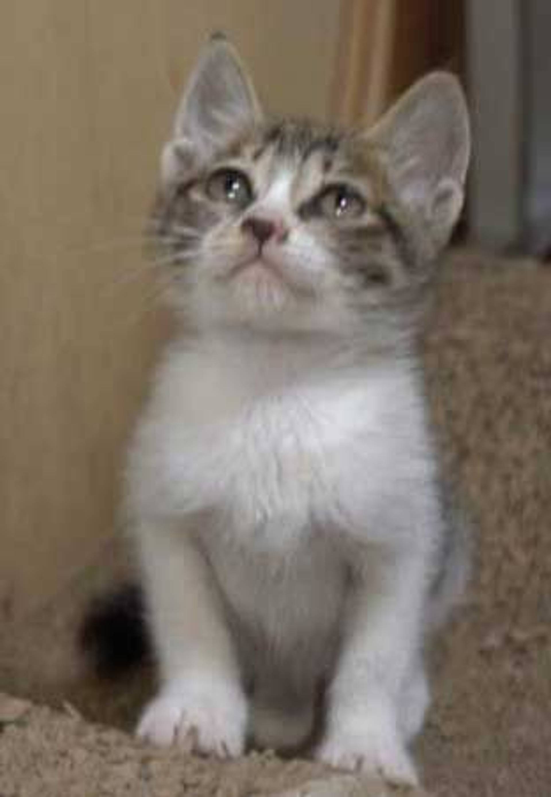 雑種（ミックス猫）・オスの里親募集の写真