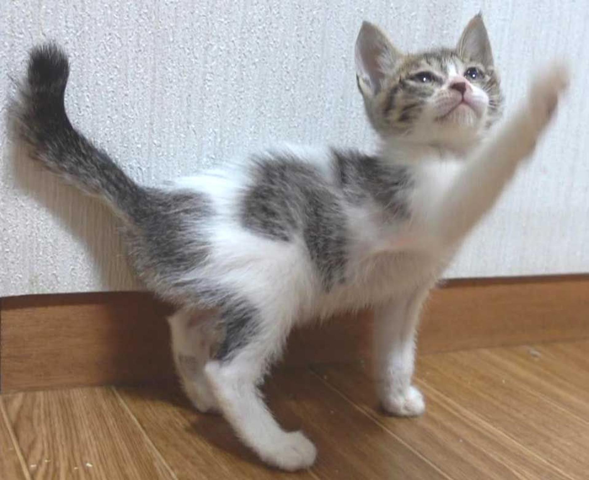 pet-image-4