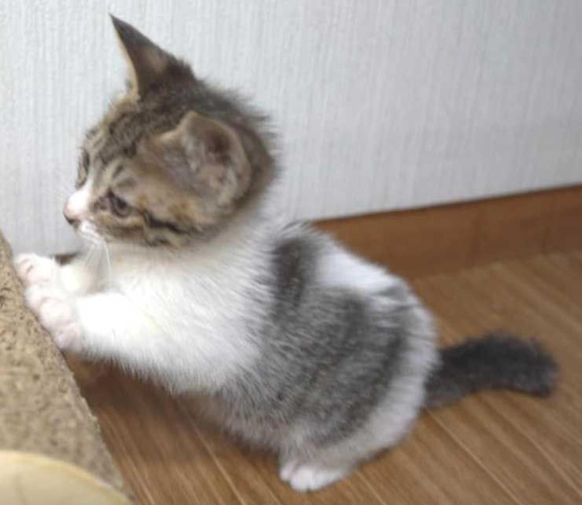 pet-image-7