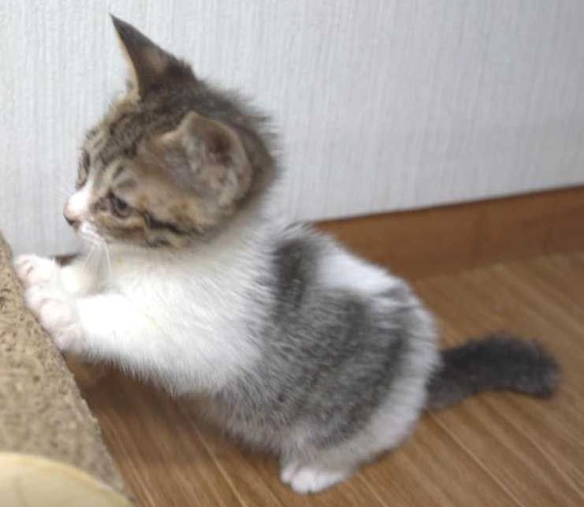 thumbnail-7