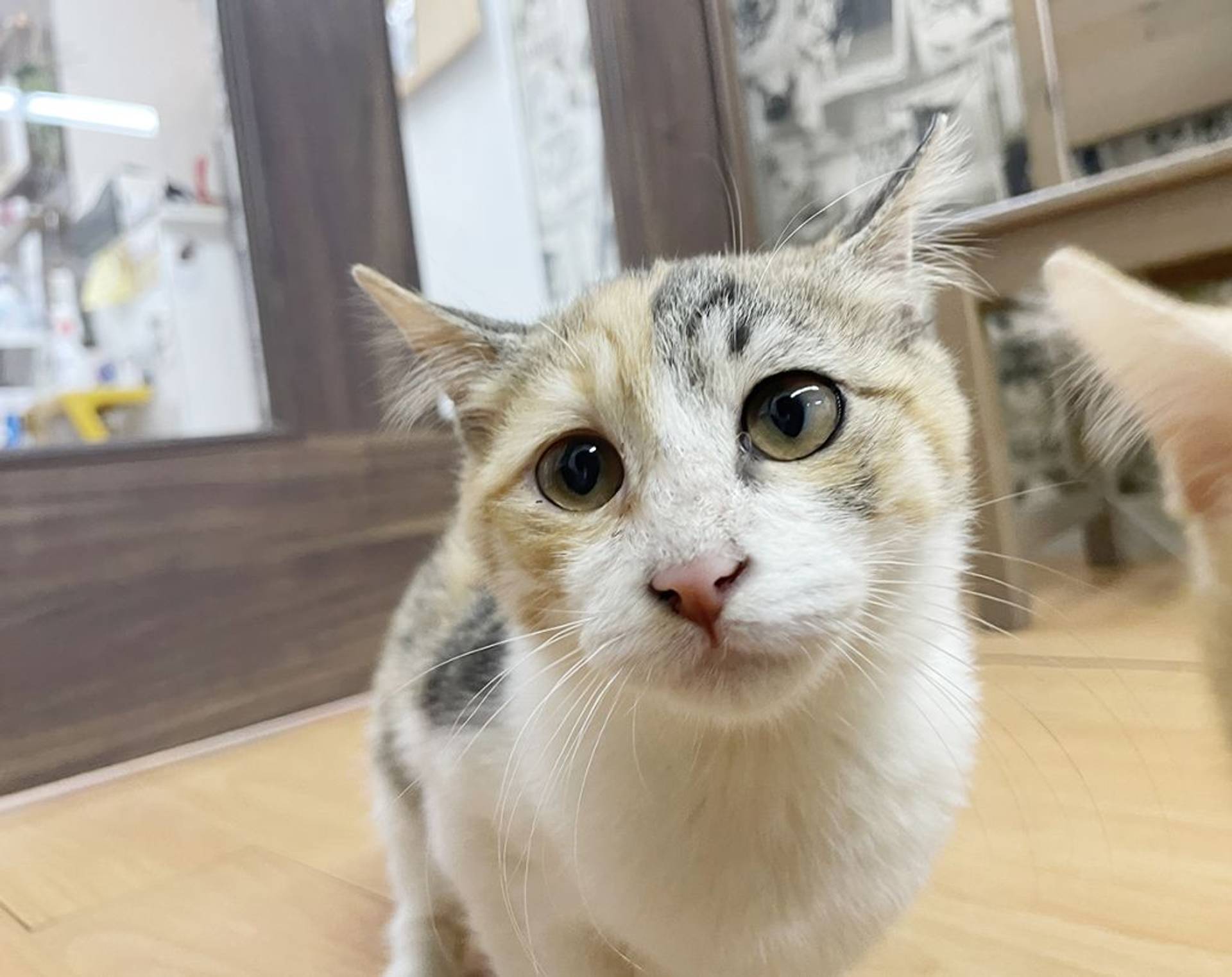 雑種（ミックス猫）・メスの里親募集の写真