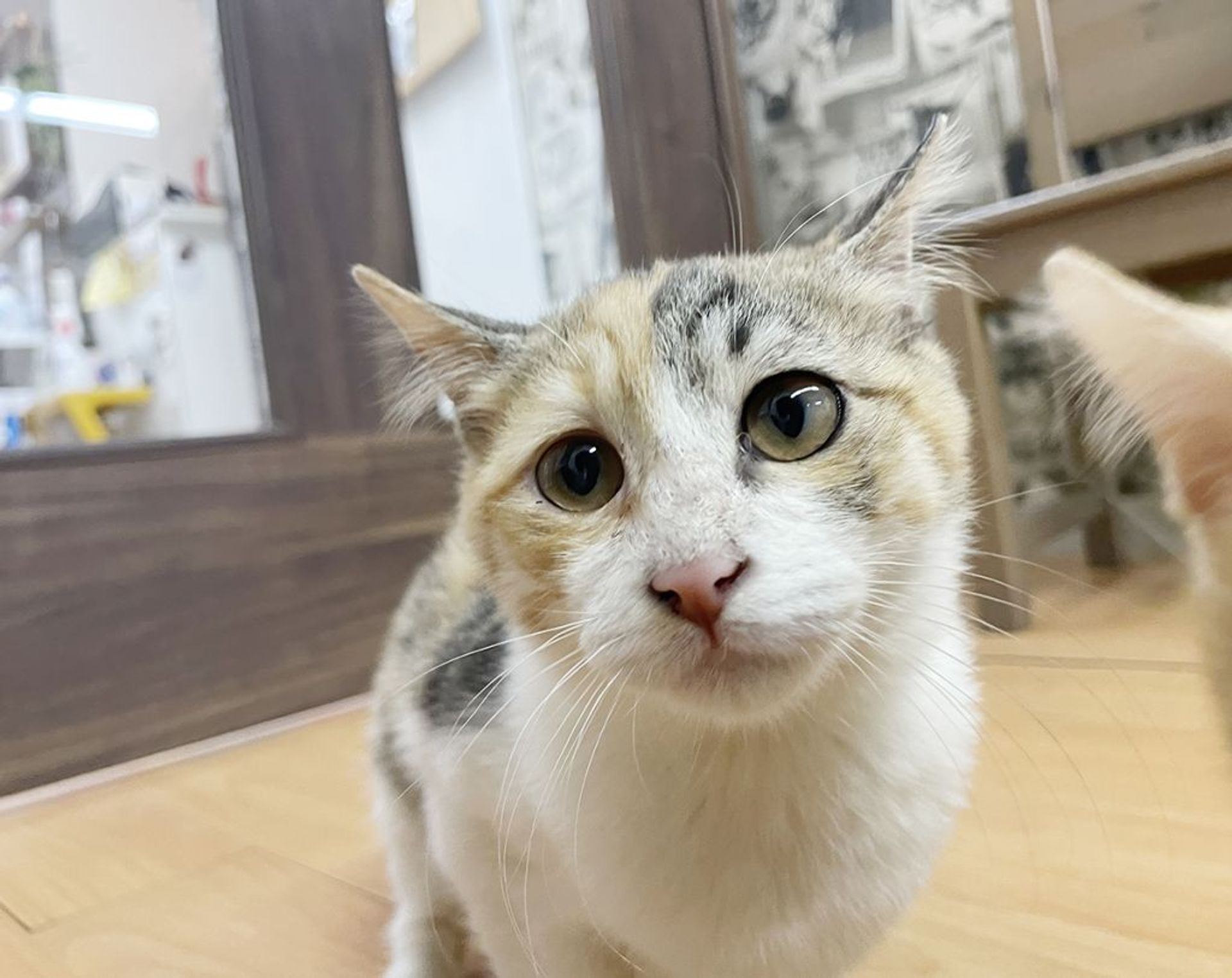 雑種（ミックス猫）・メスの里親募集の写真