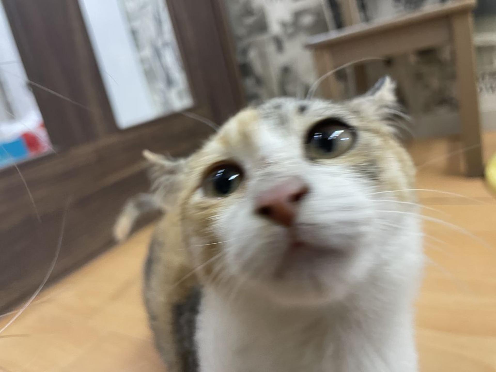 pet-image-2