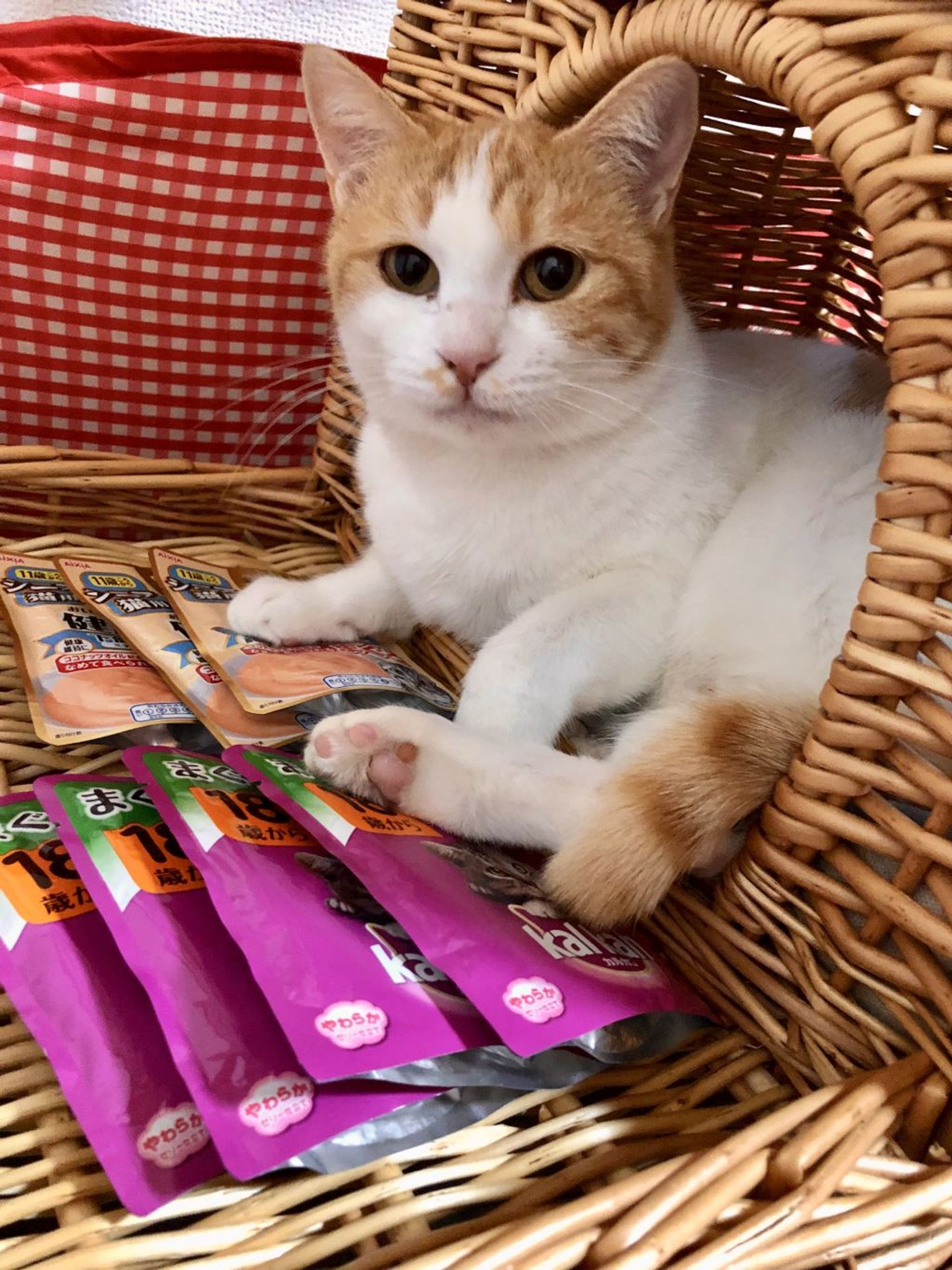 雑種（ミックス猫）・メスの里親募集の写真