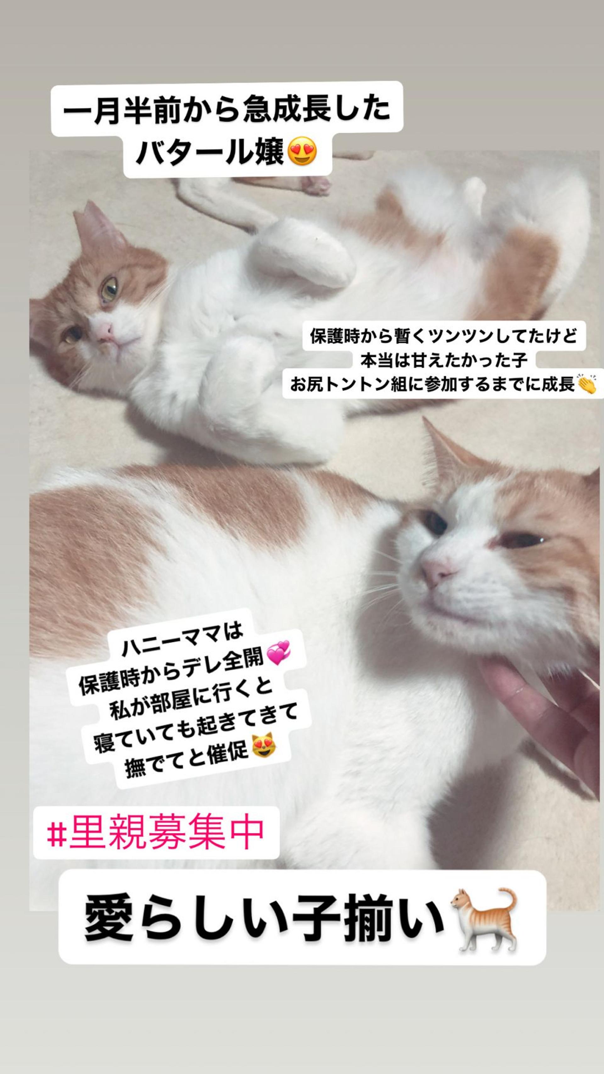 pet-image-4