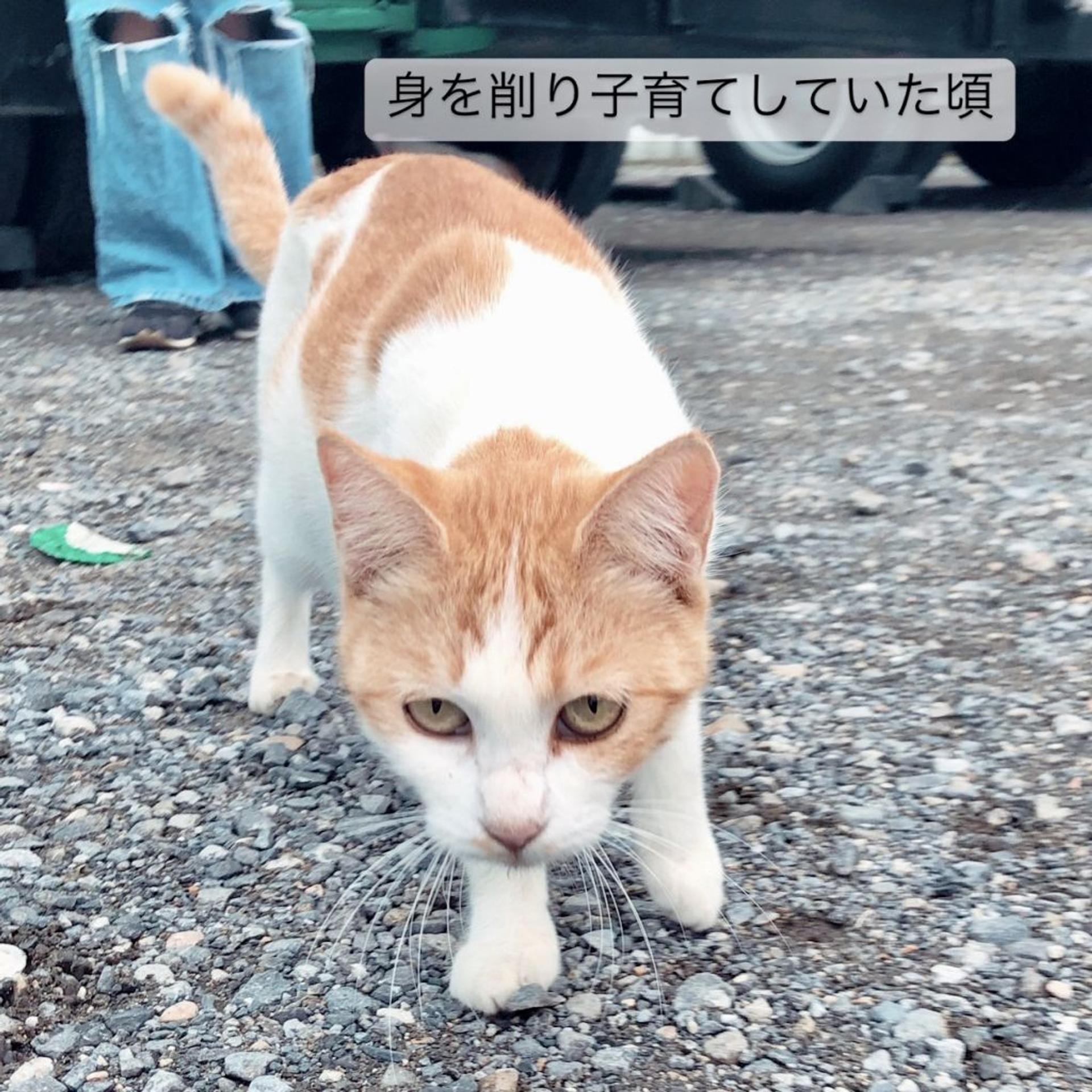 pet-image-3