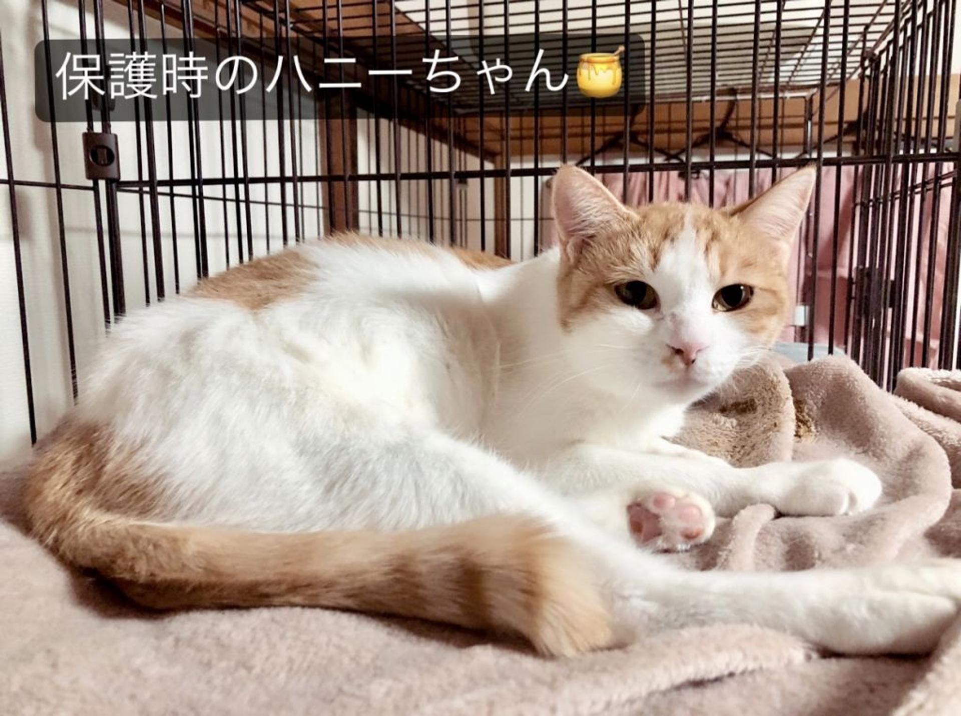 pet-image-5