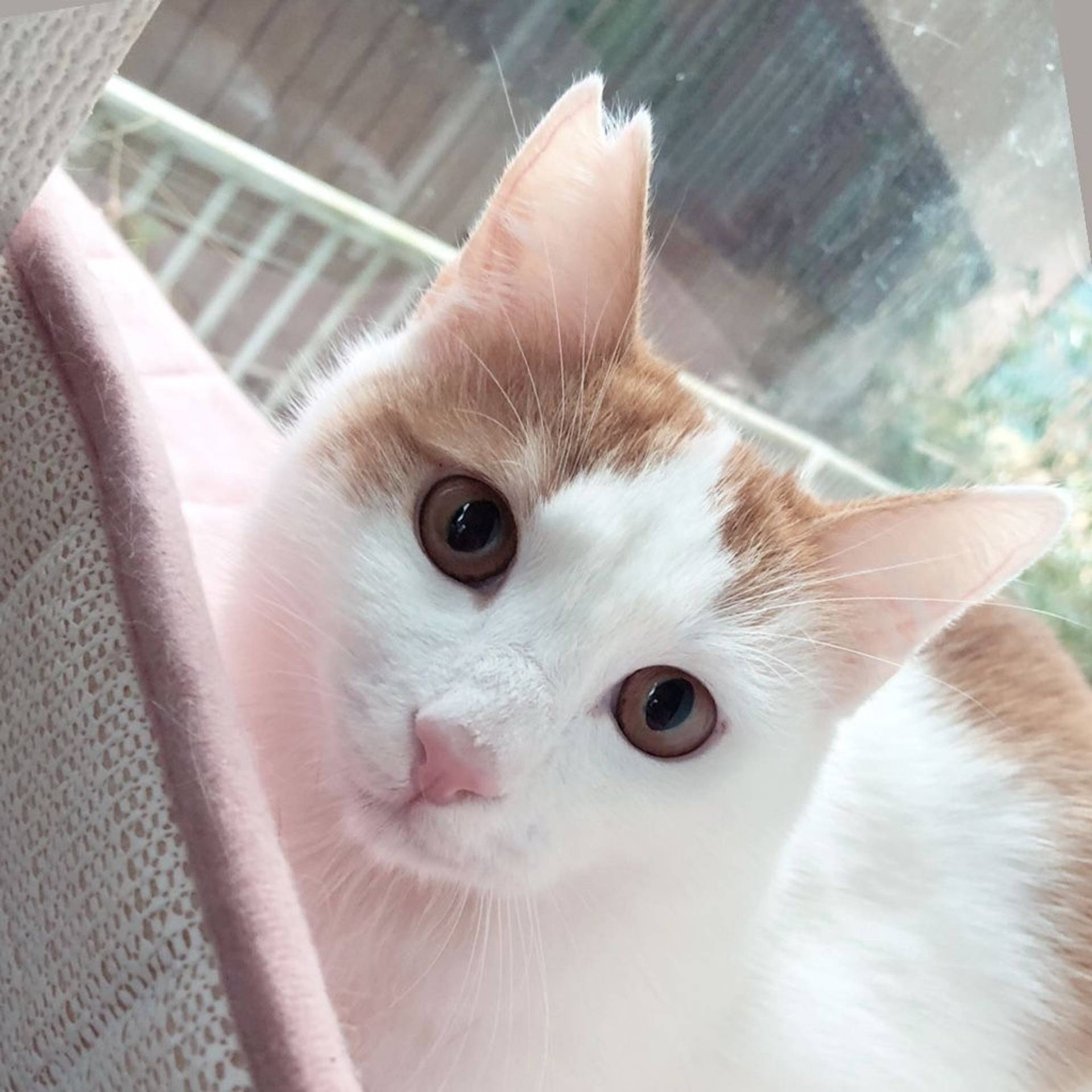 雑種（ミックス猫）・オスの里親募集の写真