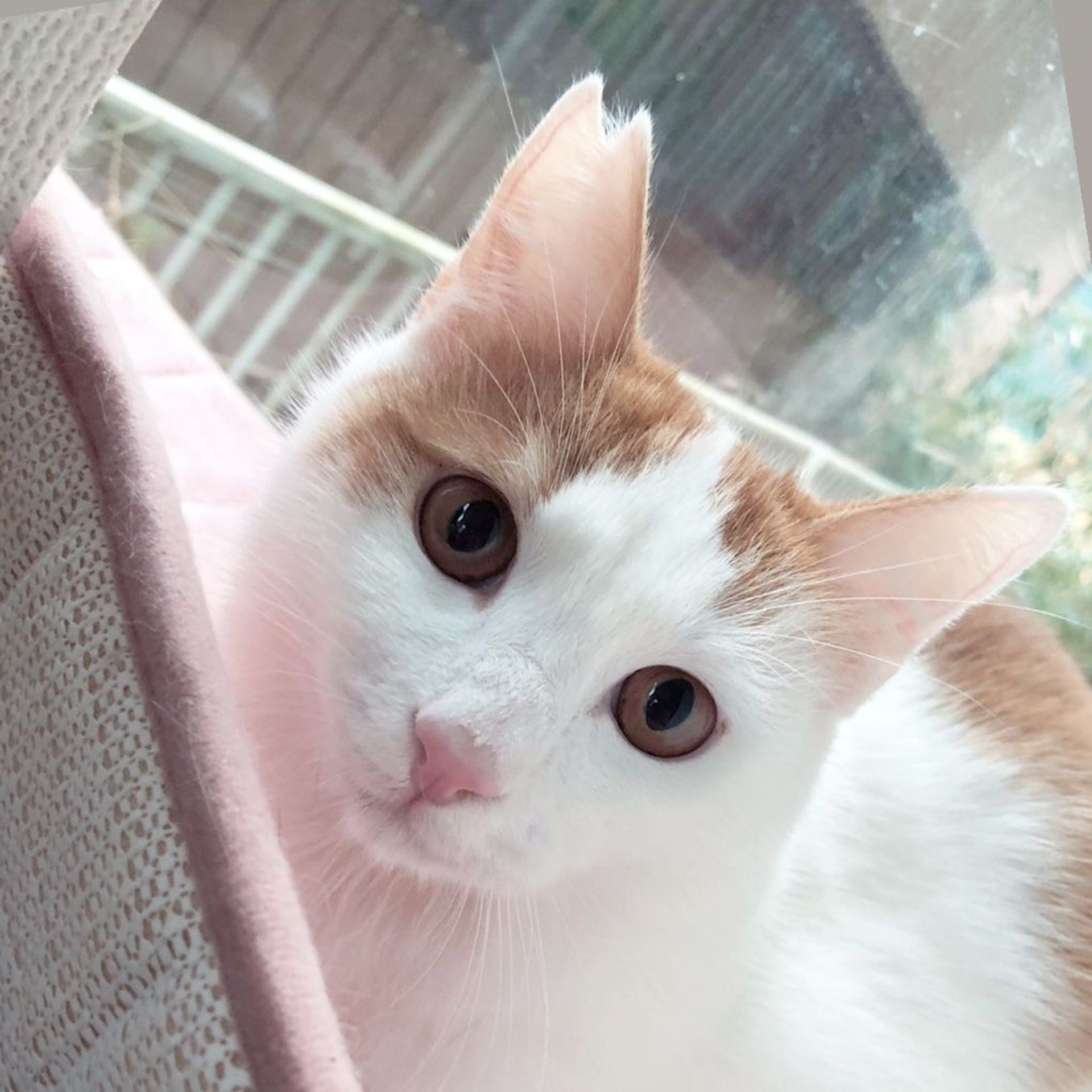 雑種（ミックス猫）・オスの里親募集の写真