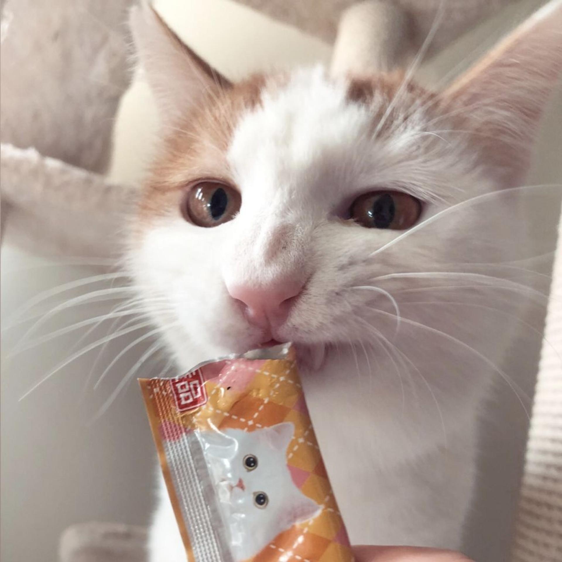 pet-image-4